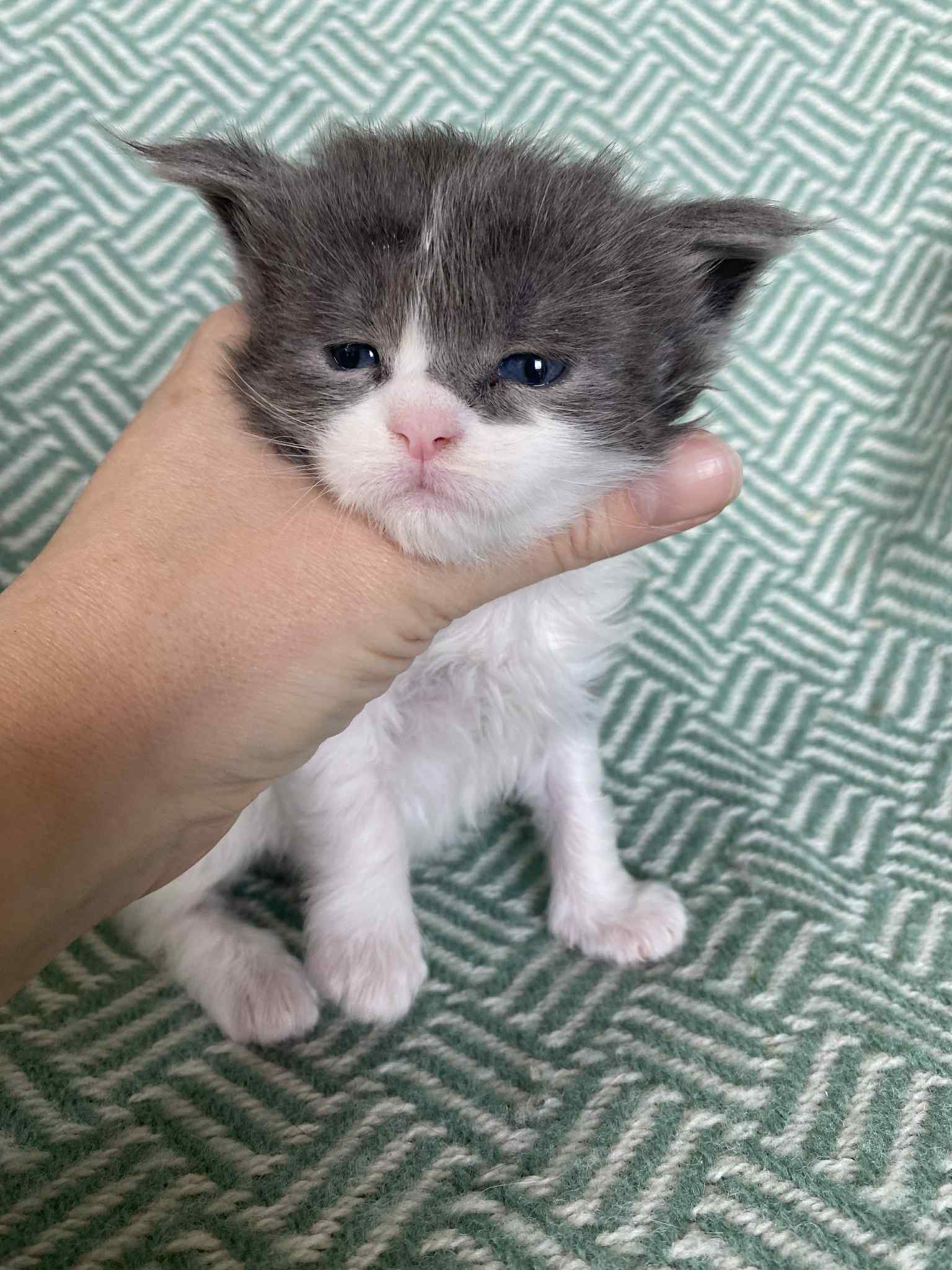 Jaliins Ågot | Hona 3 veckor | blåsmoke med vitt AS03| Under utvärdering intresse kan visas