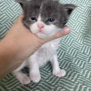 Jaliins Ågot | Hona 3 veckor | blåsmoke med vitt AS03| Under utvärdering intresse kan visas