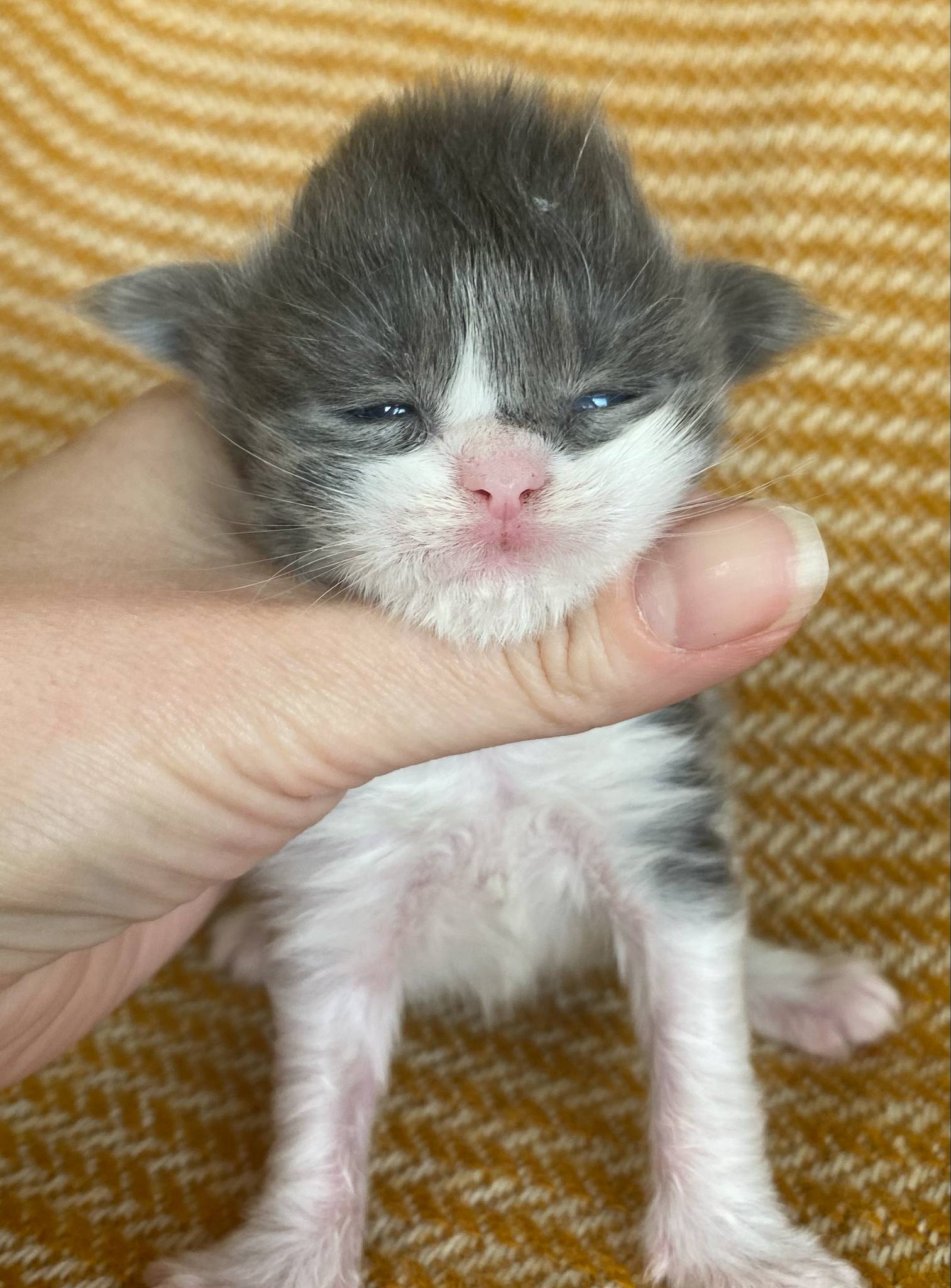 Jaliins Ågot | Hona 2 veckor | blåsmoke med vitt AS03| Under utvärdering intresse kan visas