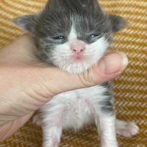 Jaliins Ågot | Hona 2 veckor | blåsmoke med vitt AS03| Under utvärdering intresse kan visas