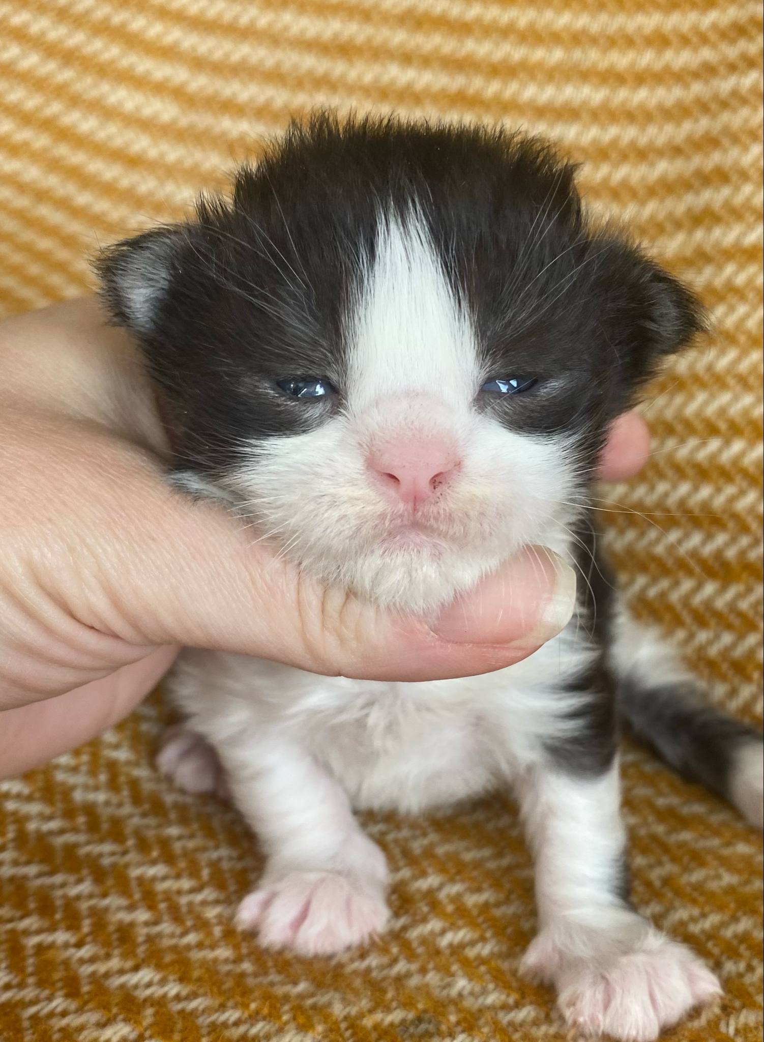 Jaliins Arnulf | hane 2 veckor | svartsmoke med vitt NS03| Under utvärdering intresse kan visas