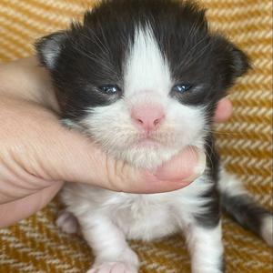 Jaliins Arnulf | hane 2 veckor | svartsmoke med vitt NS03| Under utvärdering intresse kan visas