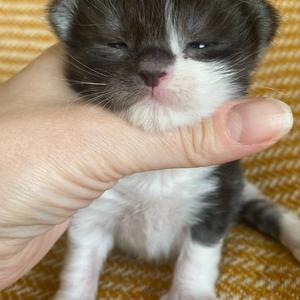 Jaliins Truls | Hane 2 veckor | svartsmoke med vitt NS03| Under utvärdering intresse kan visas