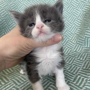 Jaliins Snefrid | Hona 3 veckor | Blå med vitt A03| Under utvärdering intresse kan visas