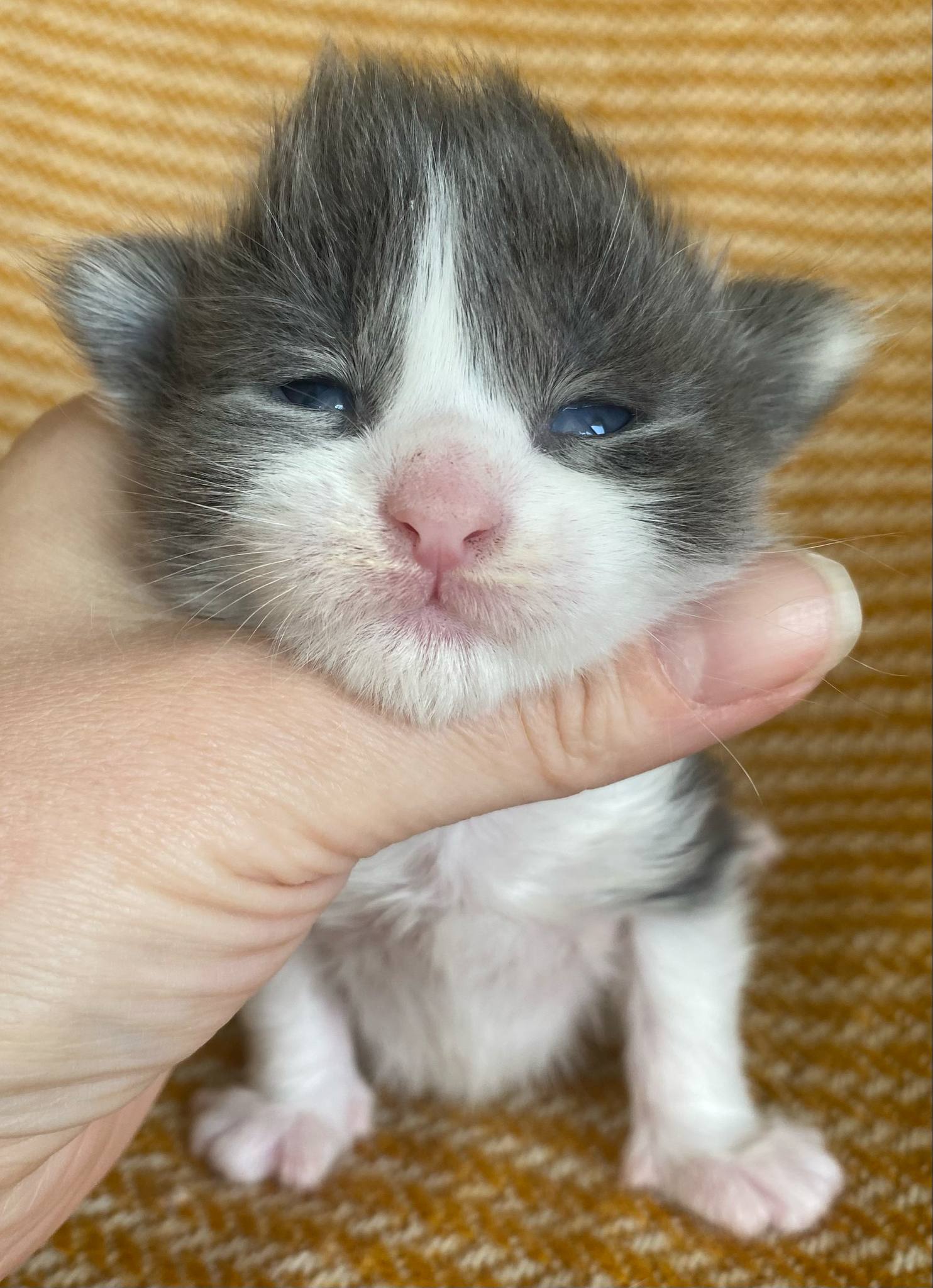 Jaliins Reidar | Hane 2 veckor | blå med vitt A03| Under utvärdering intresse kan visas