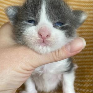 Jaliins Reidar | Hane 2 veckor | blå med vitt A03| Under utvärdering intresse kan visas