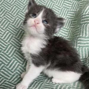 Jaliins Reidar | Hane 3 veckor | blå med vitt A03| Under utvärdering intresse kan visas