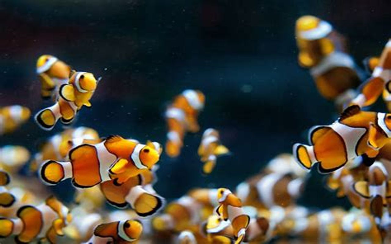 How Often Should You Change Aquarium Water?