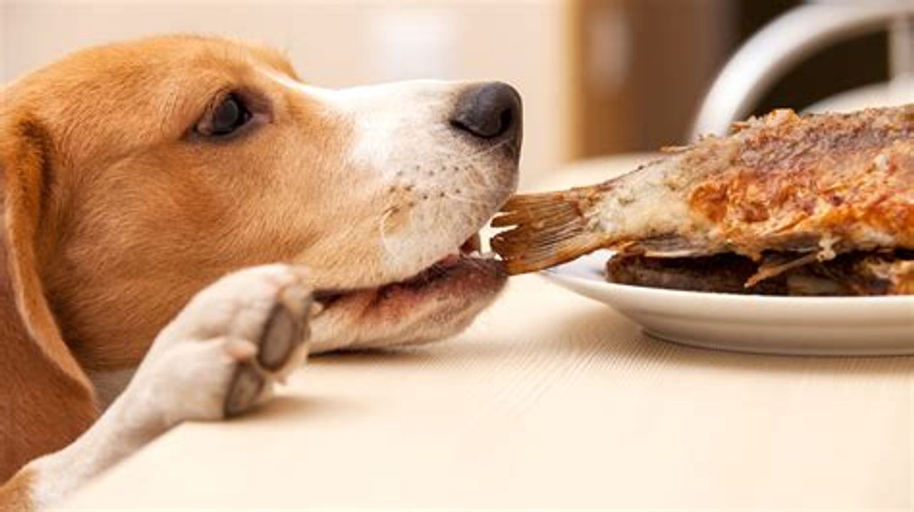 How Many Calories Should My Dog Eat?