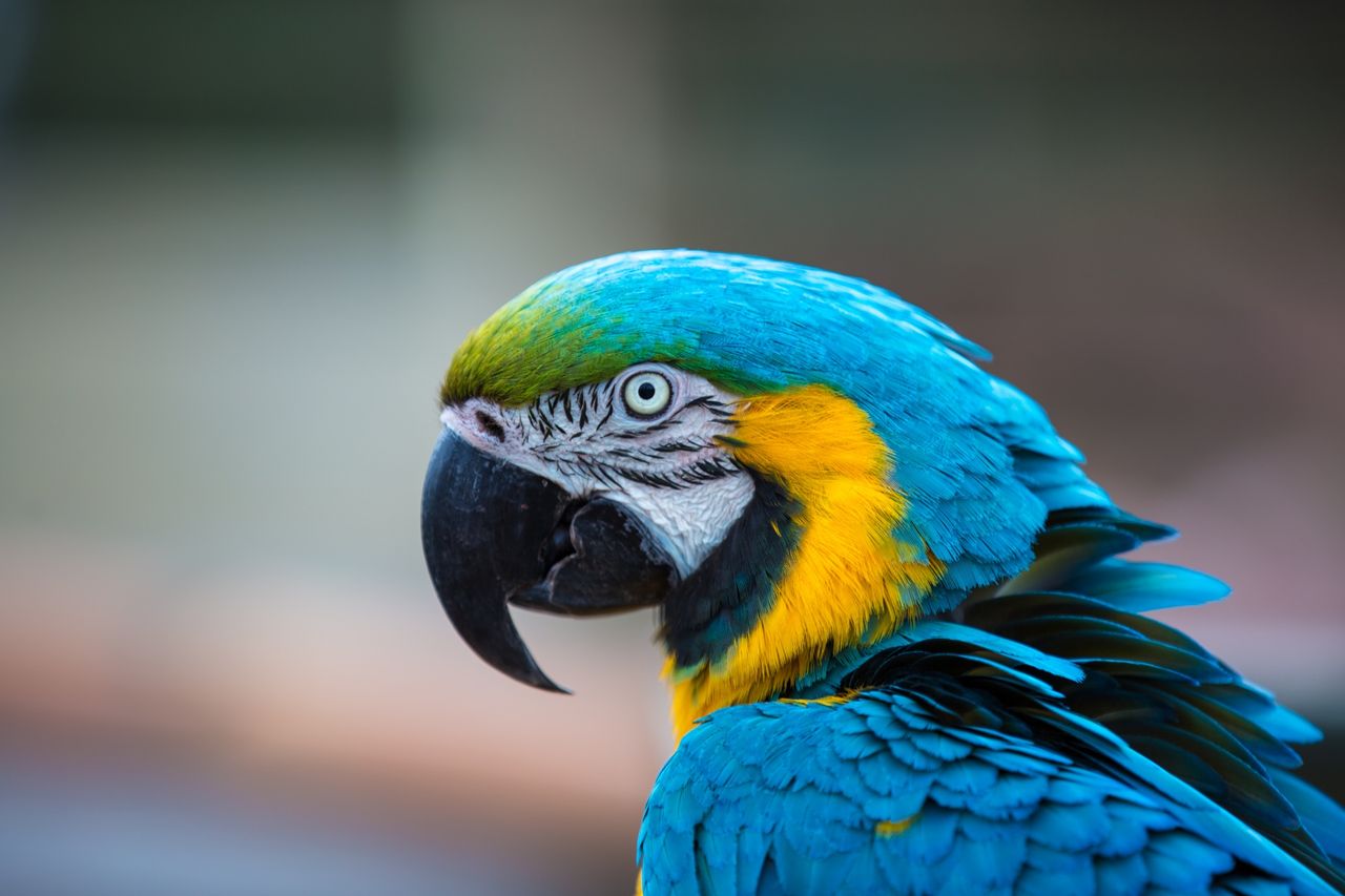 Parrot Enrichment: Fun Activities Beyond the Cage