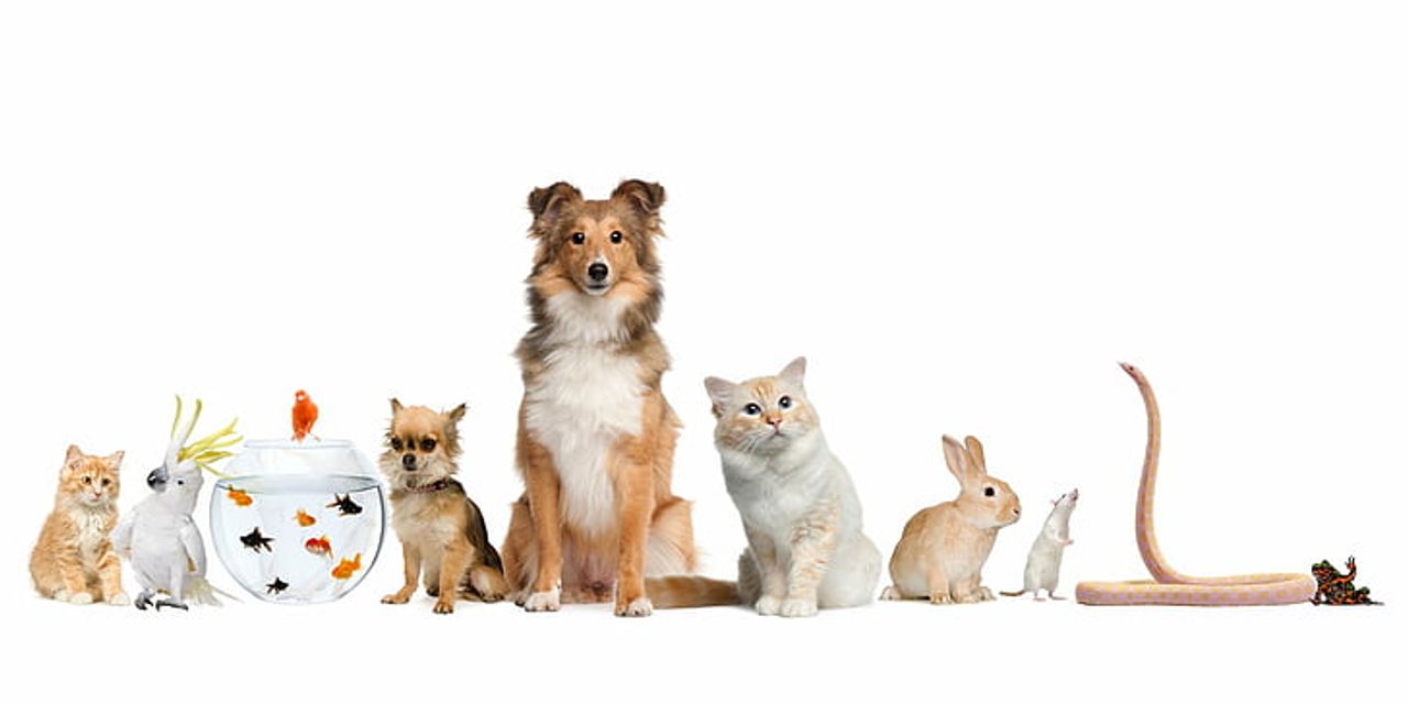 Toxic Foods for Pets: What’s Dangerous for Dogs, Cats, Birds, Small Mammals, Reptiles & Fish