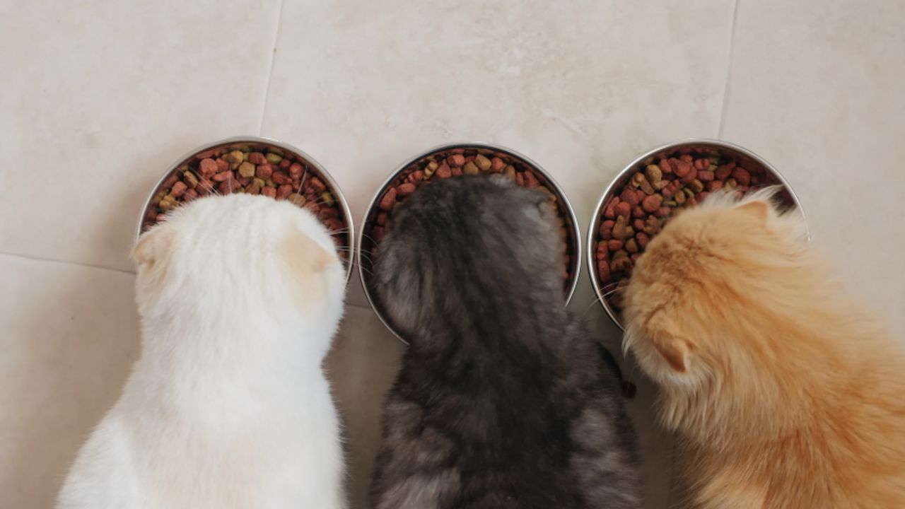 How Many Calories Should My Cat Eat?