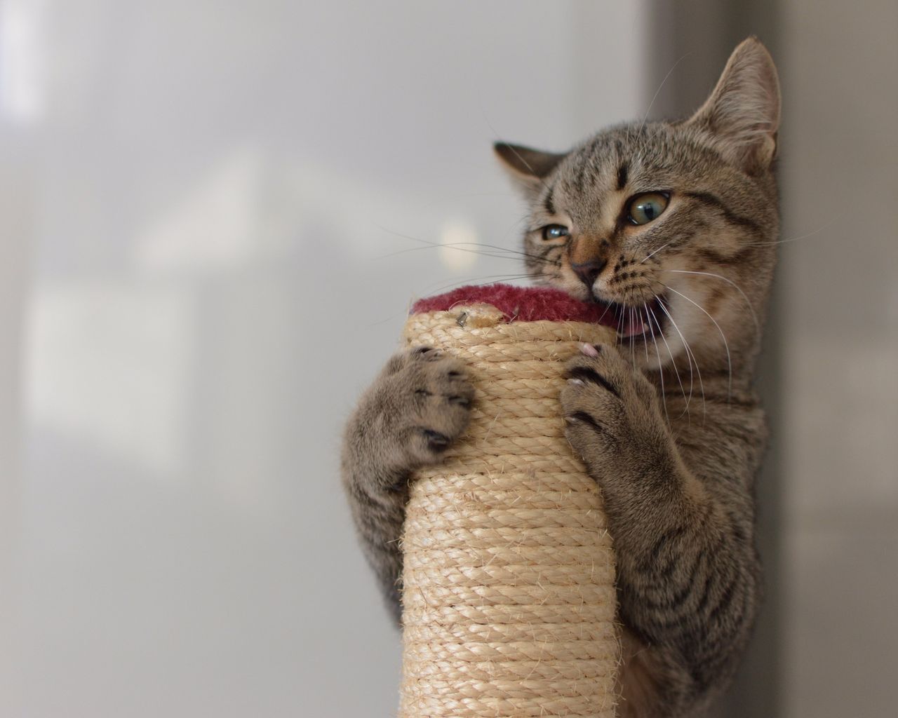 Indoor Cat Games: Fun Ways to Keep Your Feline Busy and Happy