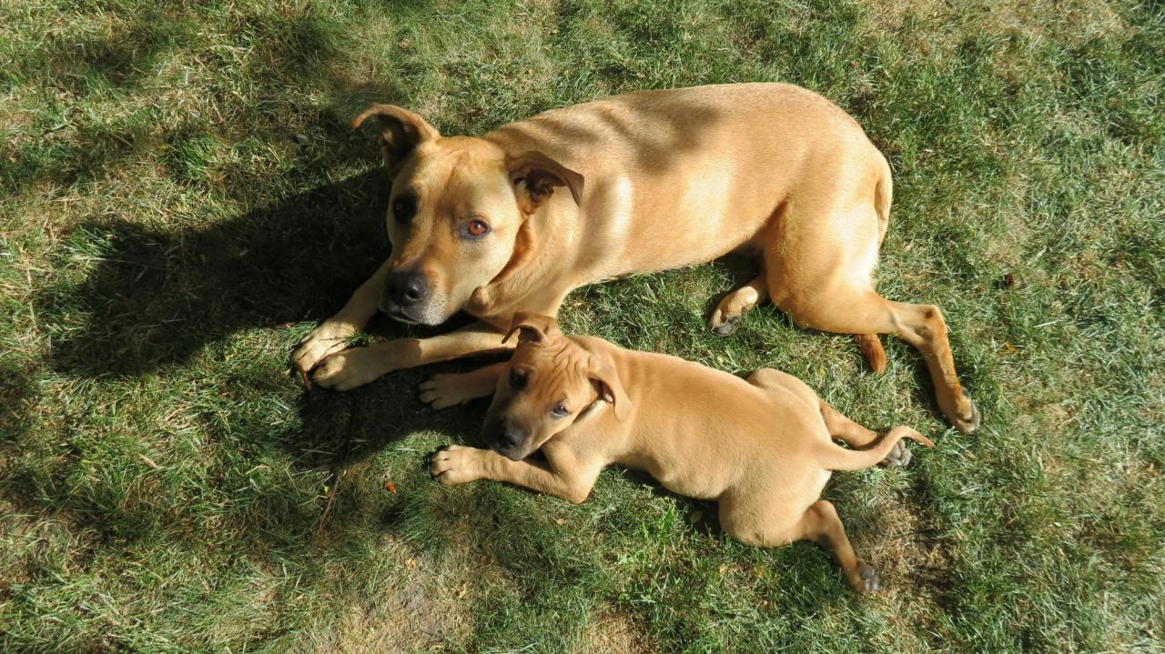 Understanding Pet Weight and Health: The Complete Guide to Fit, Happy Pets