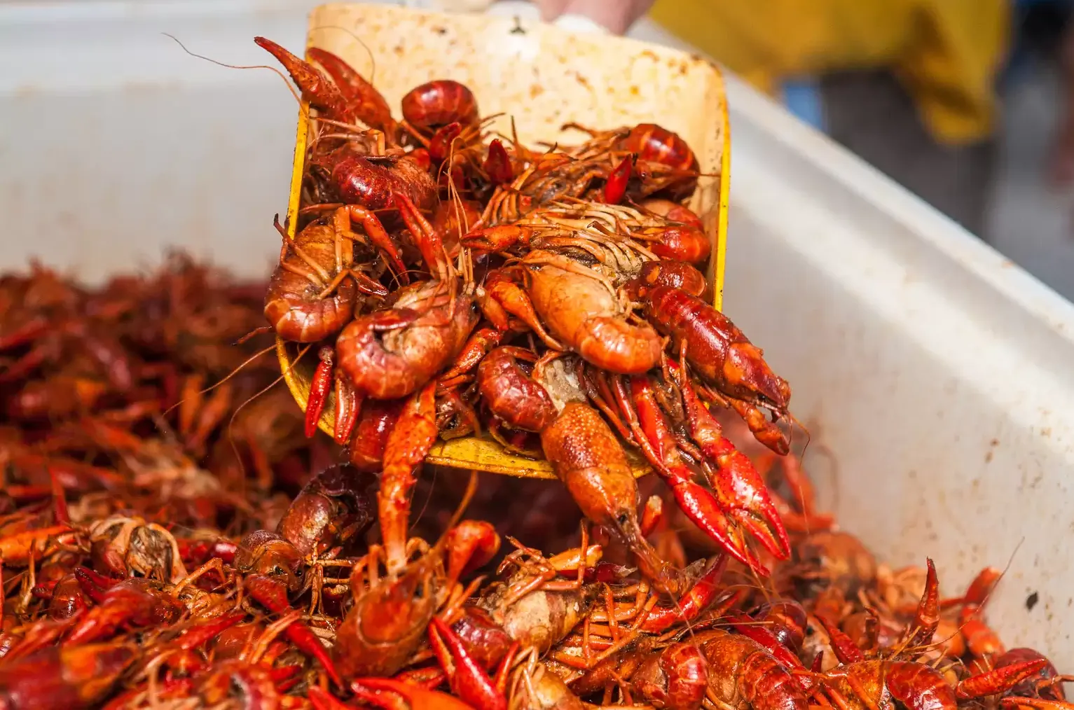 Crawfish