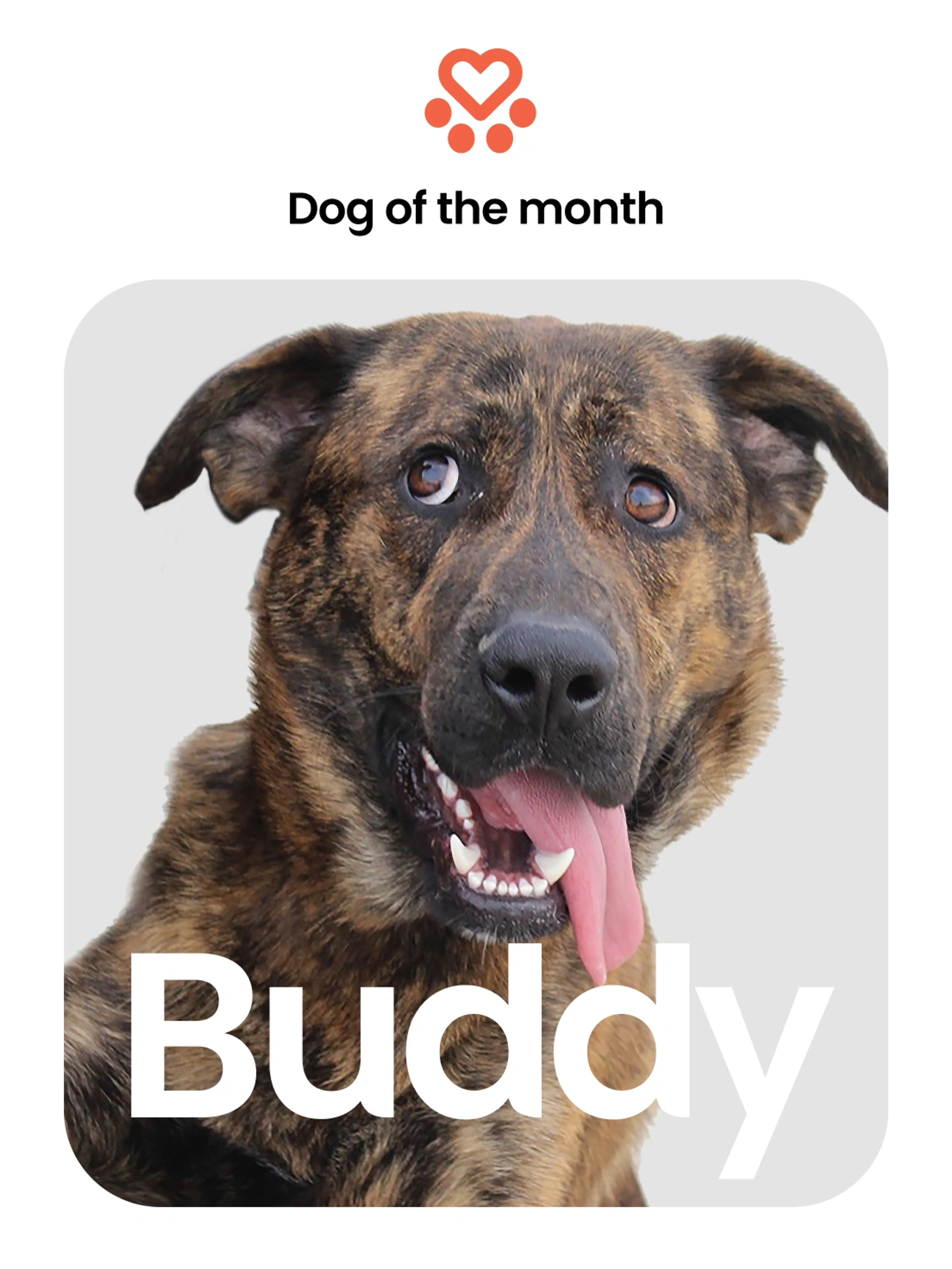 Spanish Stray Dogs Dog of the Month poster