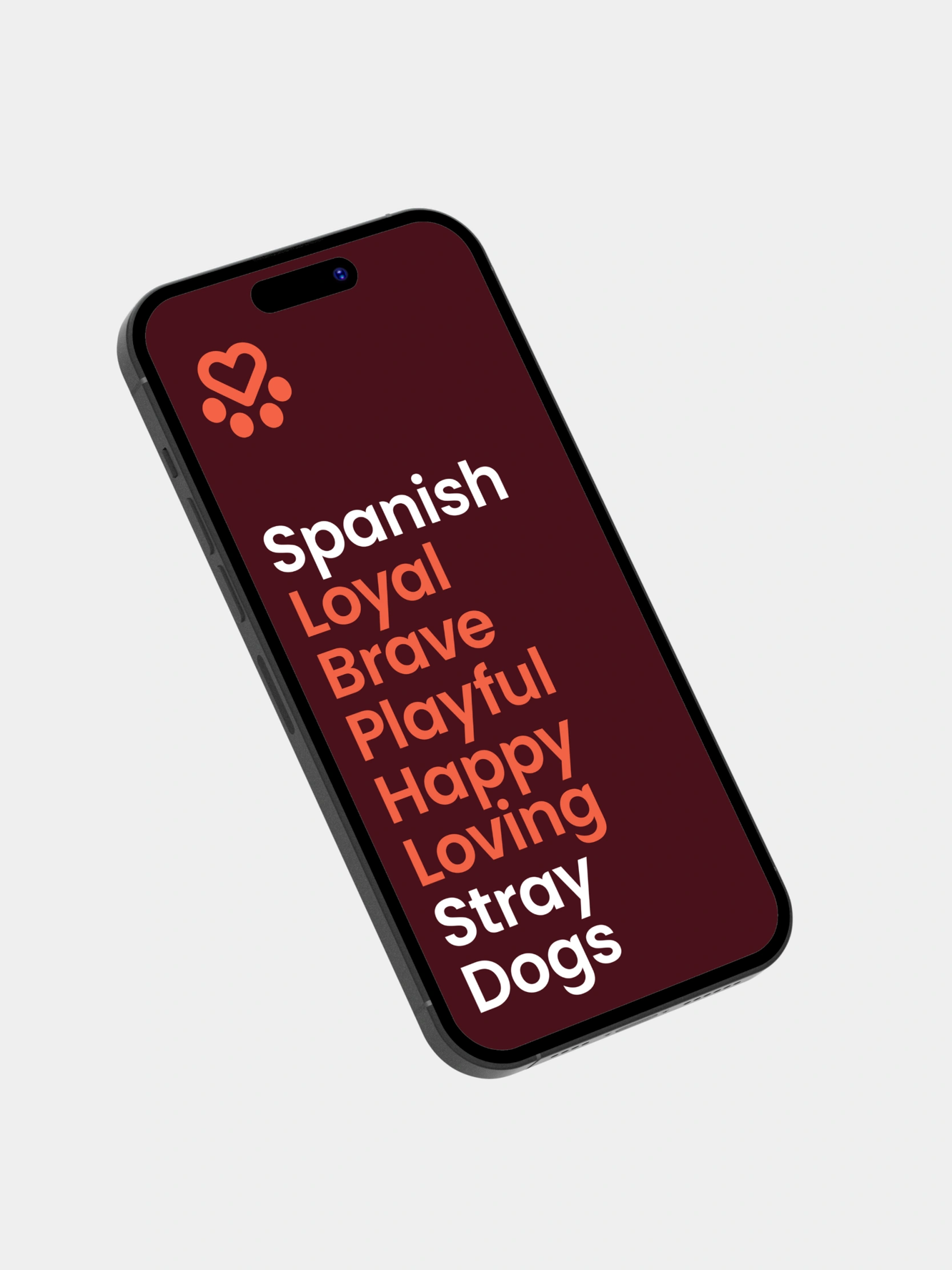 Spanish Loyal Brave Playful Happy Loving Stray Dogs 