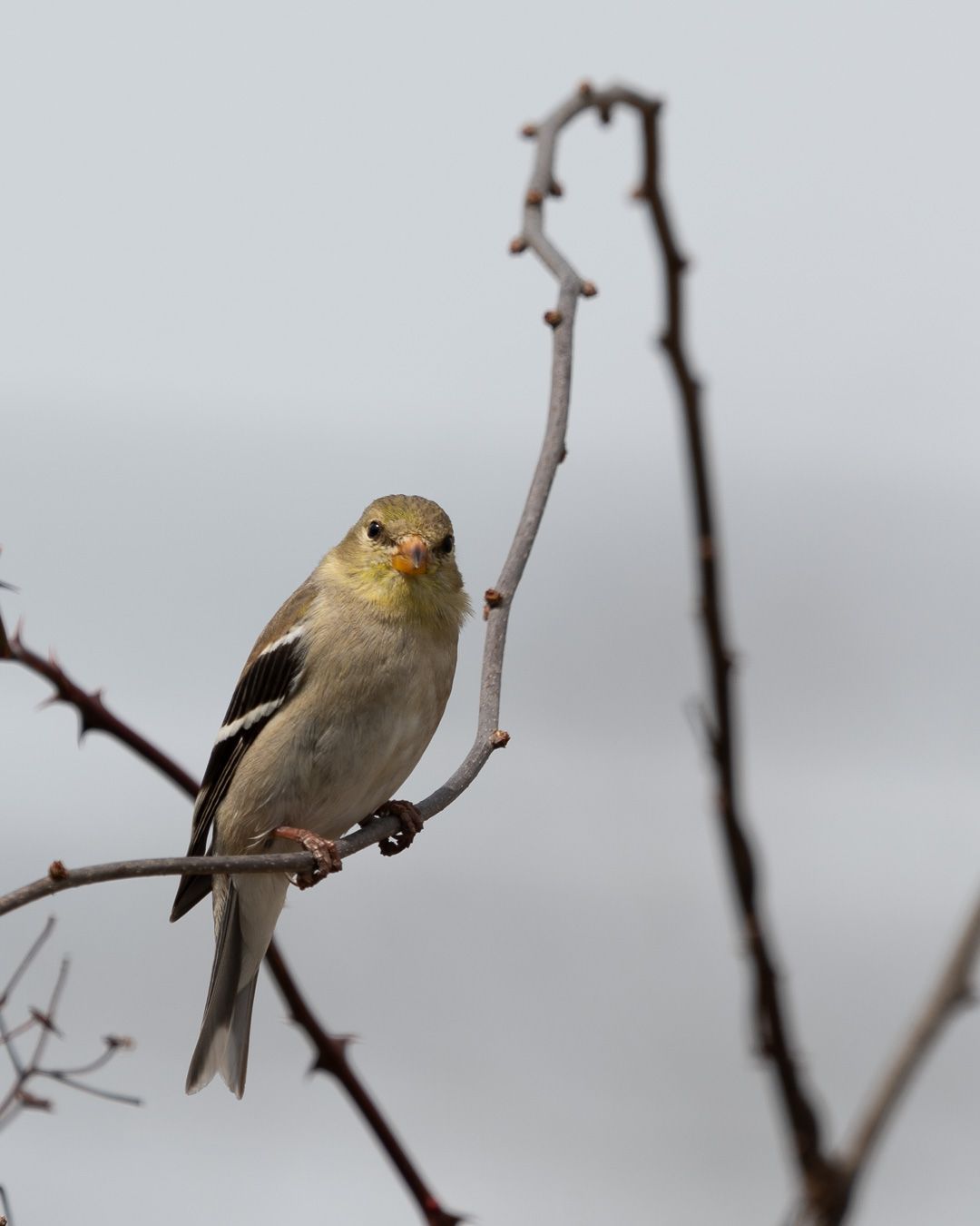 An American Goldfinch in dull olive winter plumage perches on a thin branch.