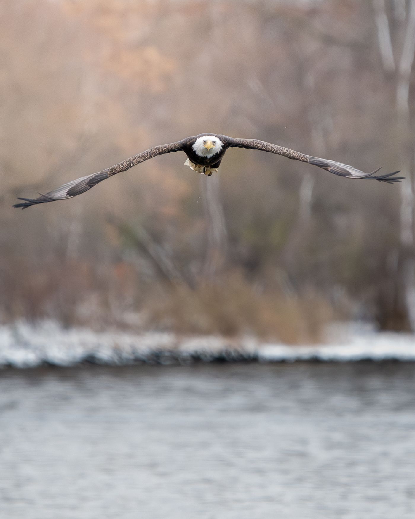 A Bald Eagle flies directly toward the camera with wings spread wide over a river, clutching a fish in its talons.