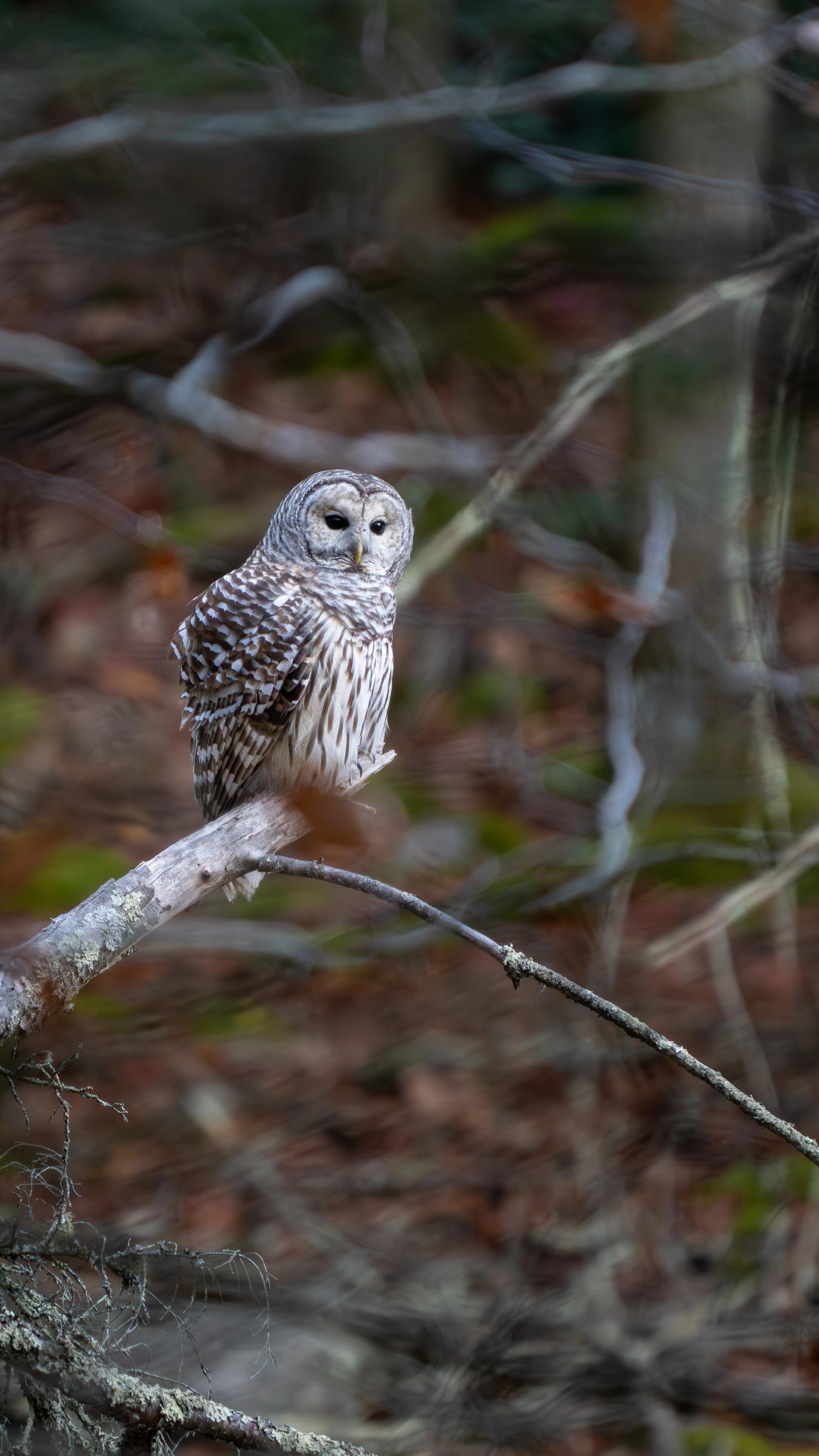 A Barred Owl perches on a branch, looking down thoughtfully, against a warm blurred brown forest backdrop.