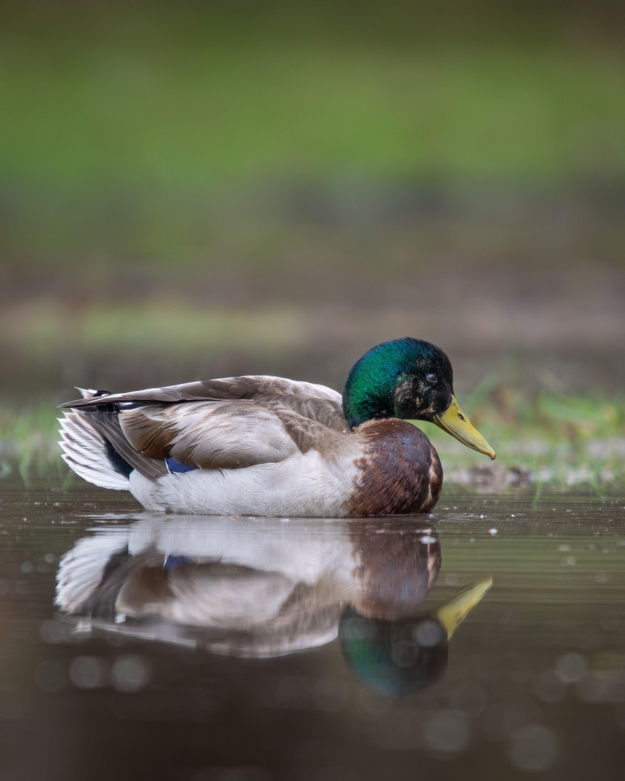 Mallard