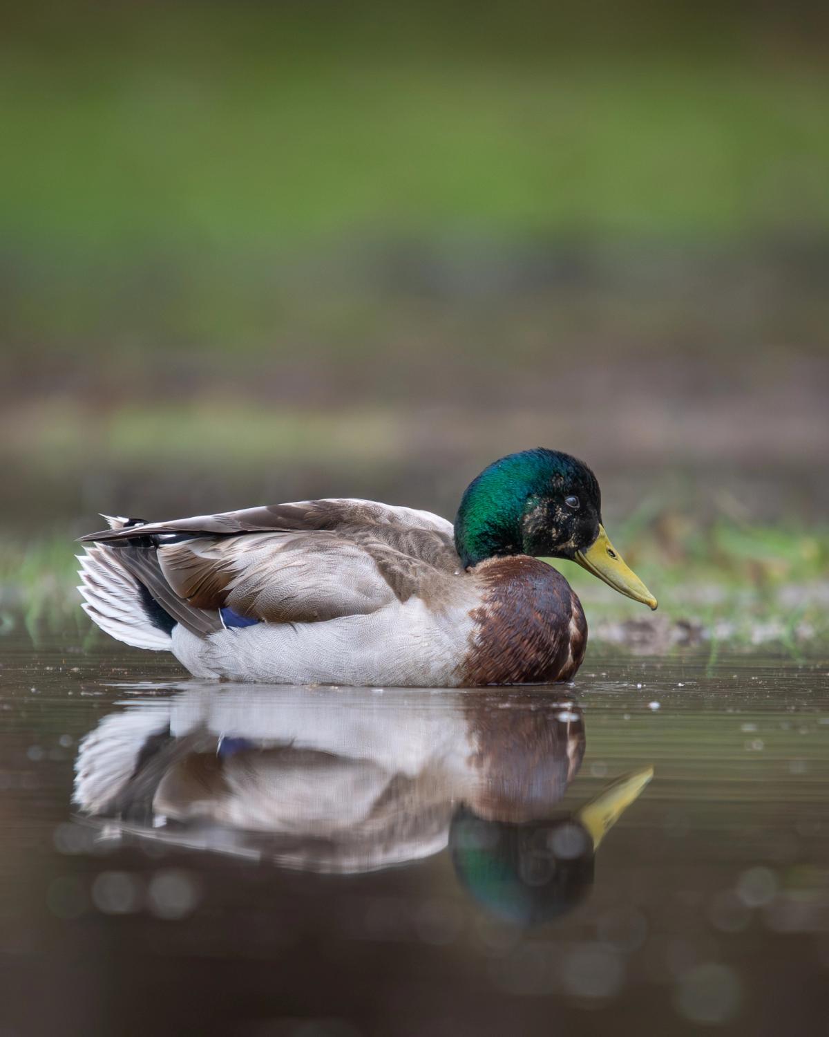 A male mallard with an iridescent green head floats on still water, its reflection visible below.