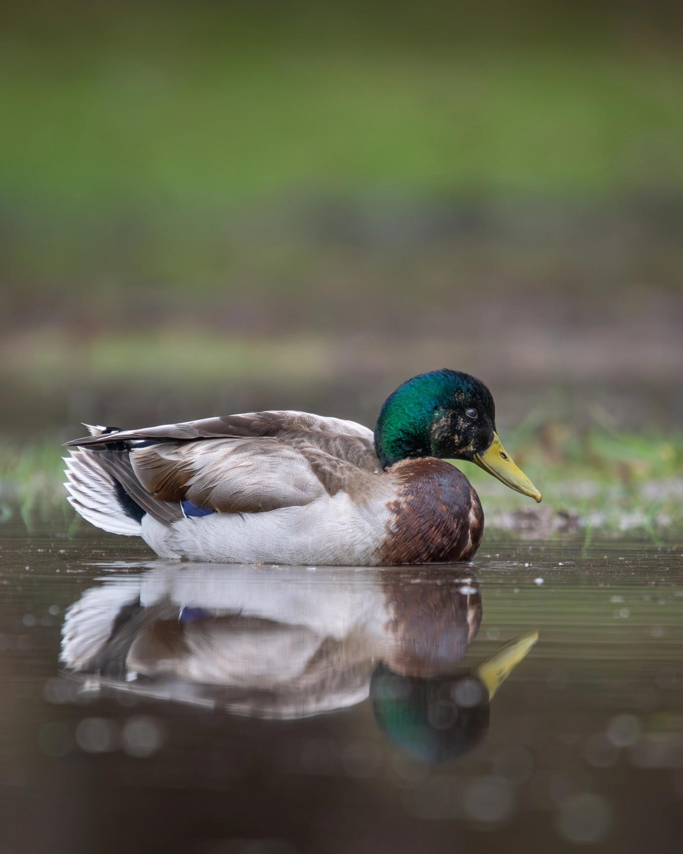 A male mallard with an iridescent green head floats on still water, its reflection visible below.