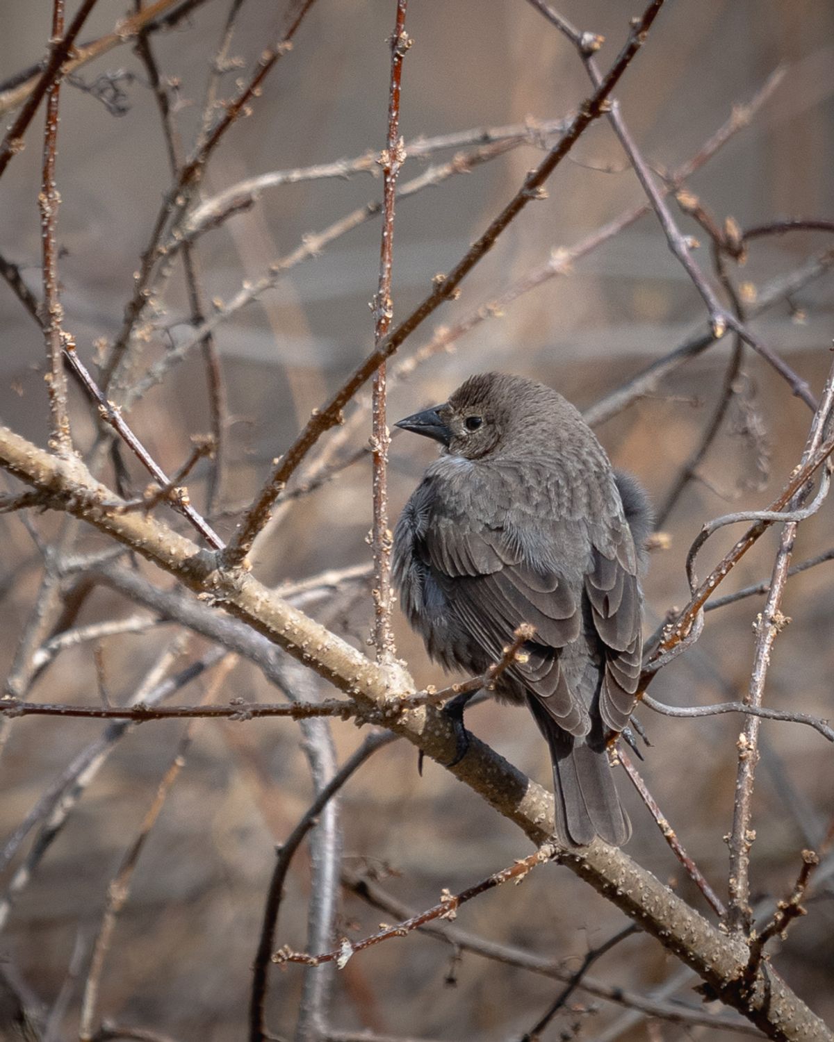 A female Brown-headed Cowbird with plain gray-brown plumage perches among bare branches.