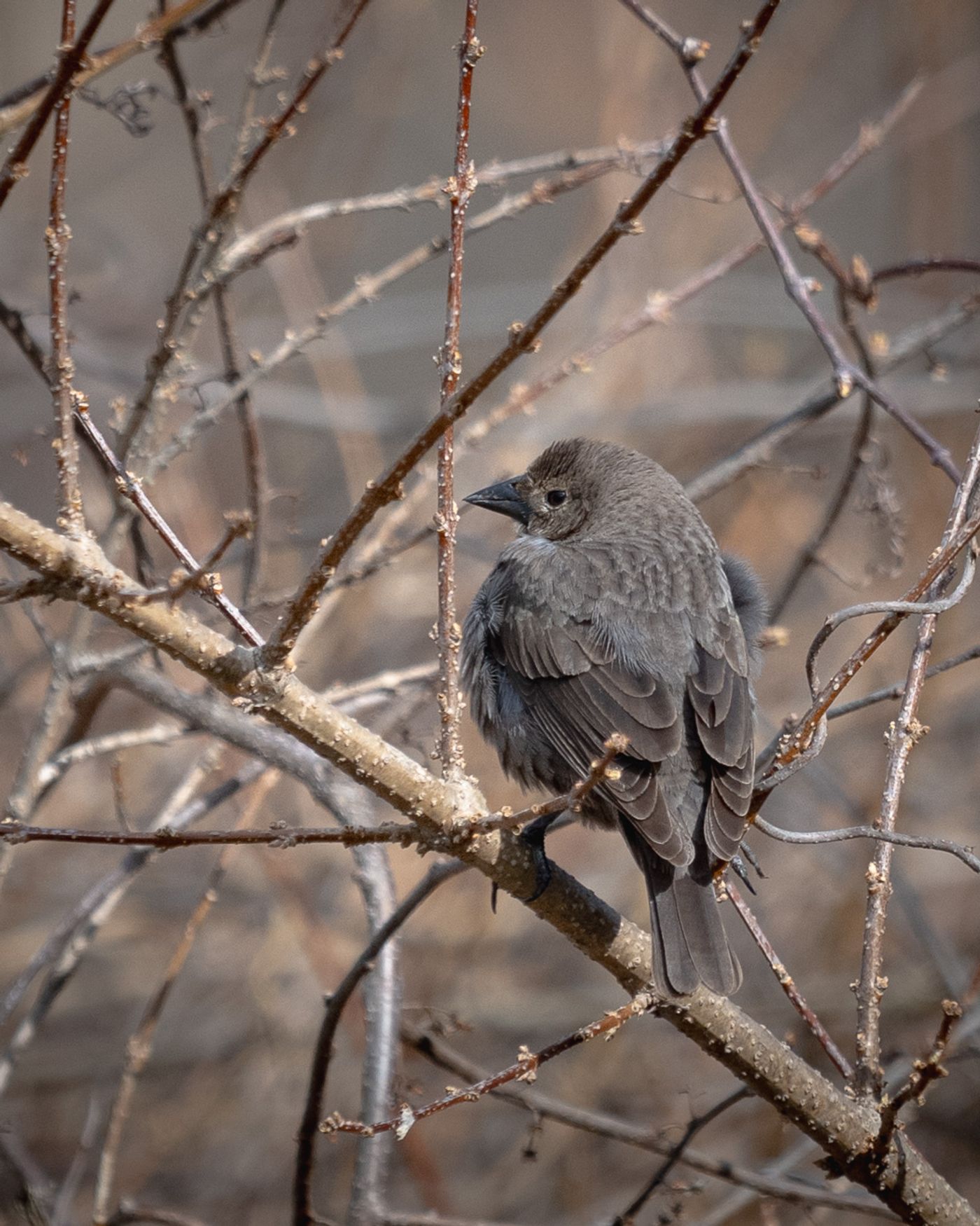 A female Brown-headed Cowbird with plain gray-brown plumage perches among bare branches.