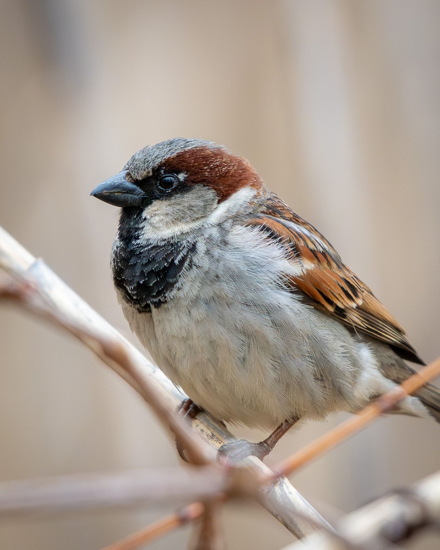 A male House Sparrow with a chestnut nape and black bib perches on a thin branch.
