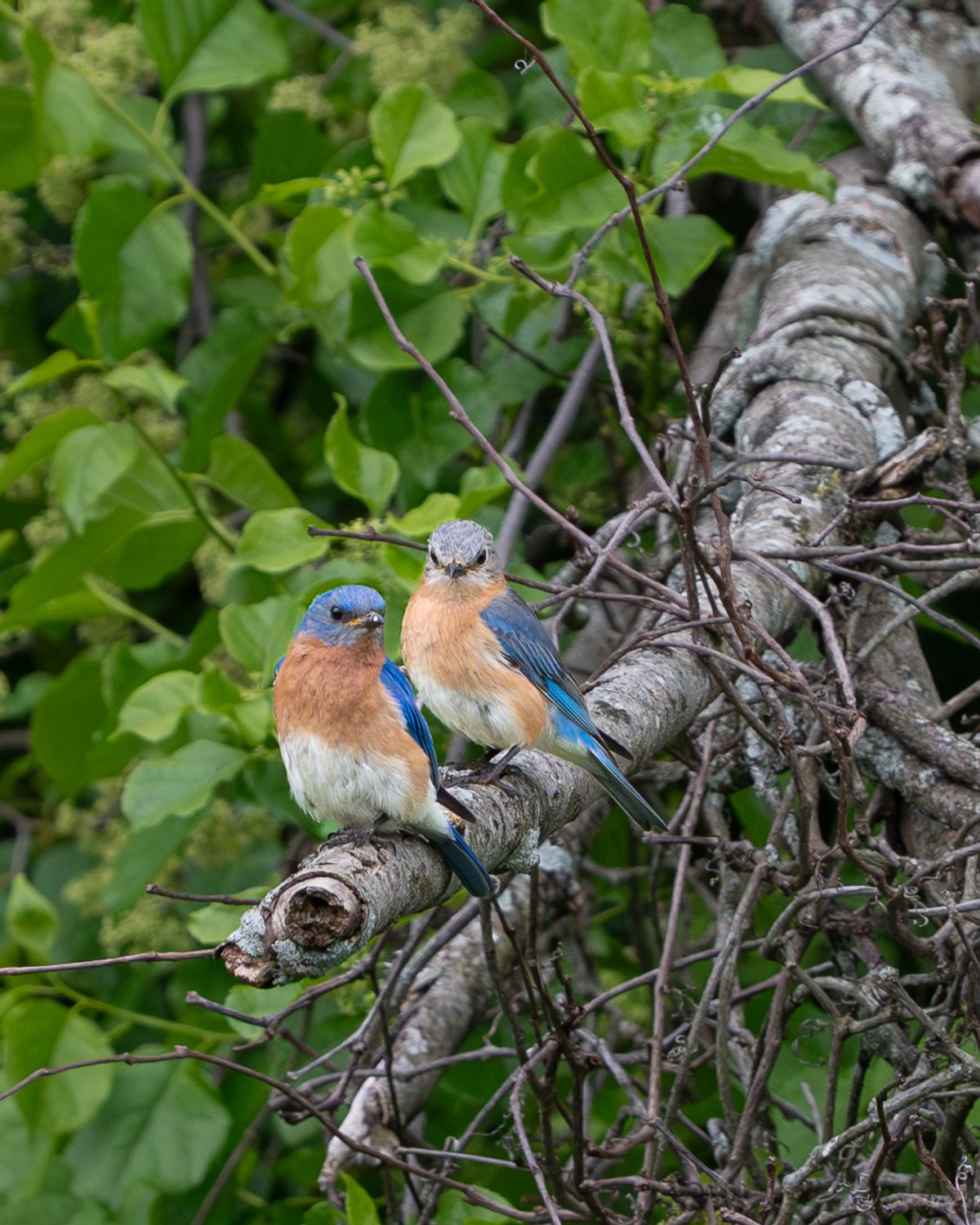 Two Eastern Bluebirds, a male and a female, perch together on a lichen-covered branch surrounded by green leaves.