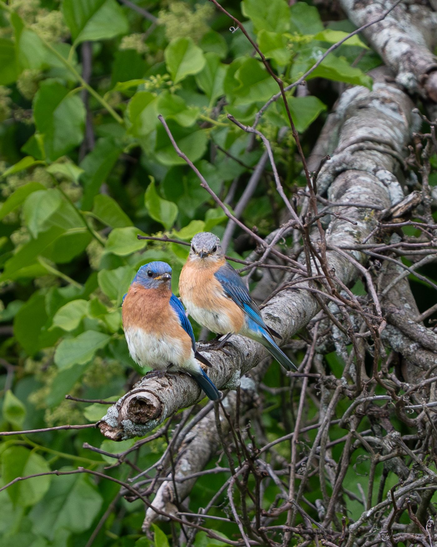 Two Eastern Bluebirds, a male and a female, perch together on a lichen-covered branch surrounded by green leaves.