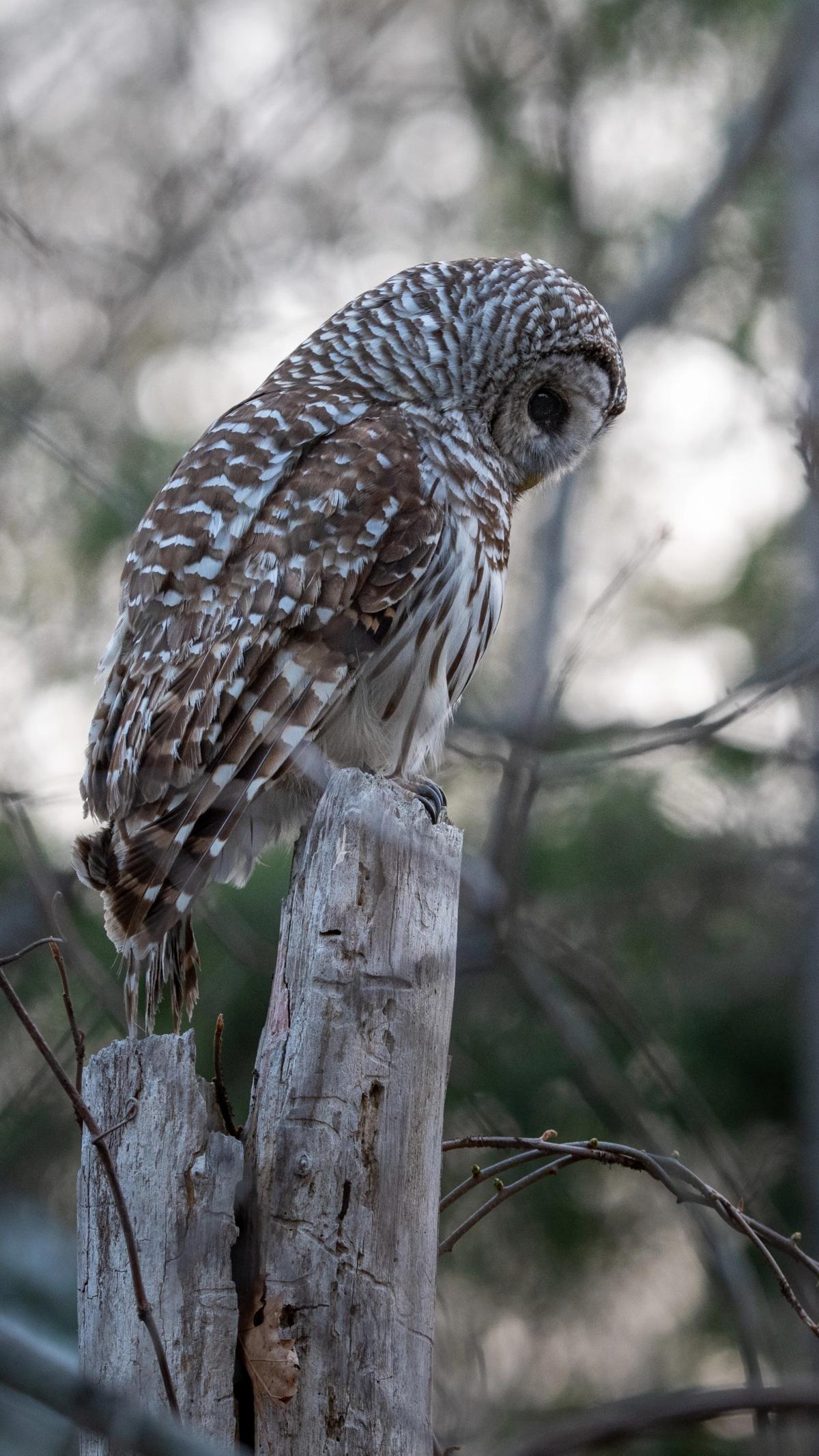 A barred owl looks downward while perched on a weathered wooden fence post.