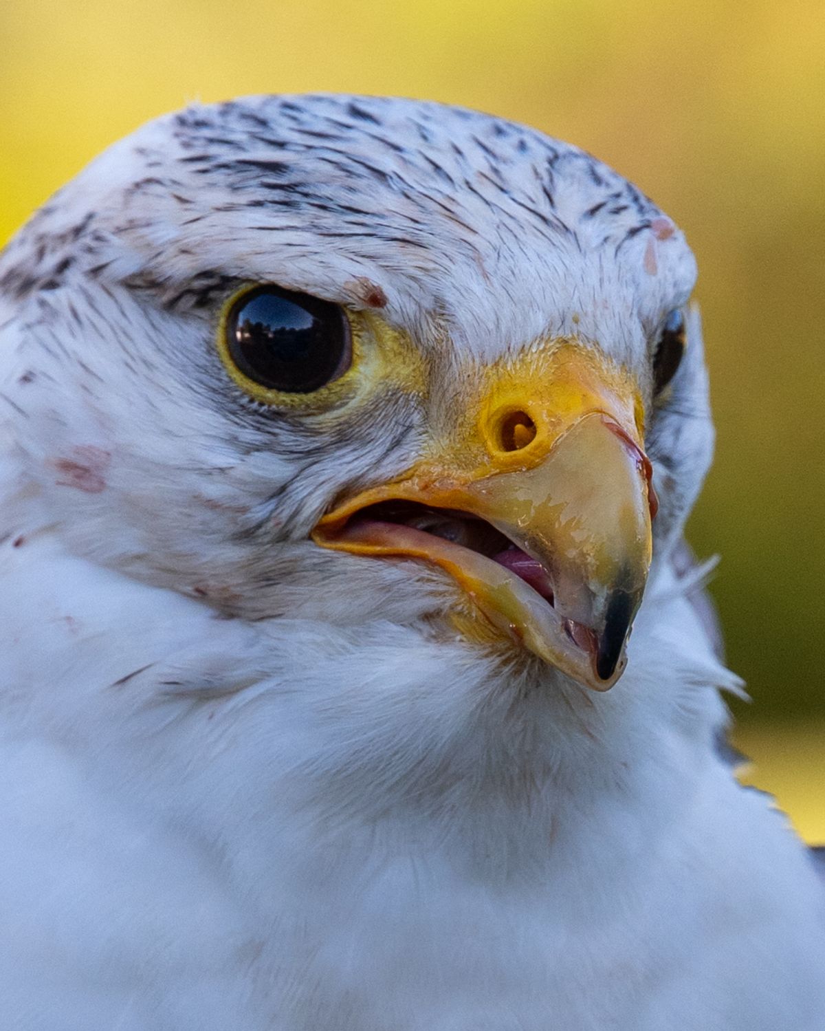 Close-up portrait of a white Gyrfalcon with a yellow cere and dark eyes, its beak slightly open.
