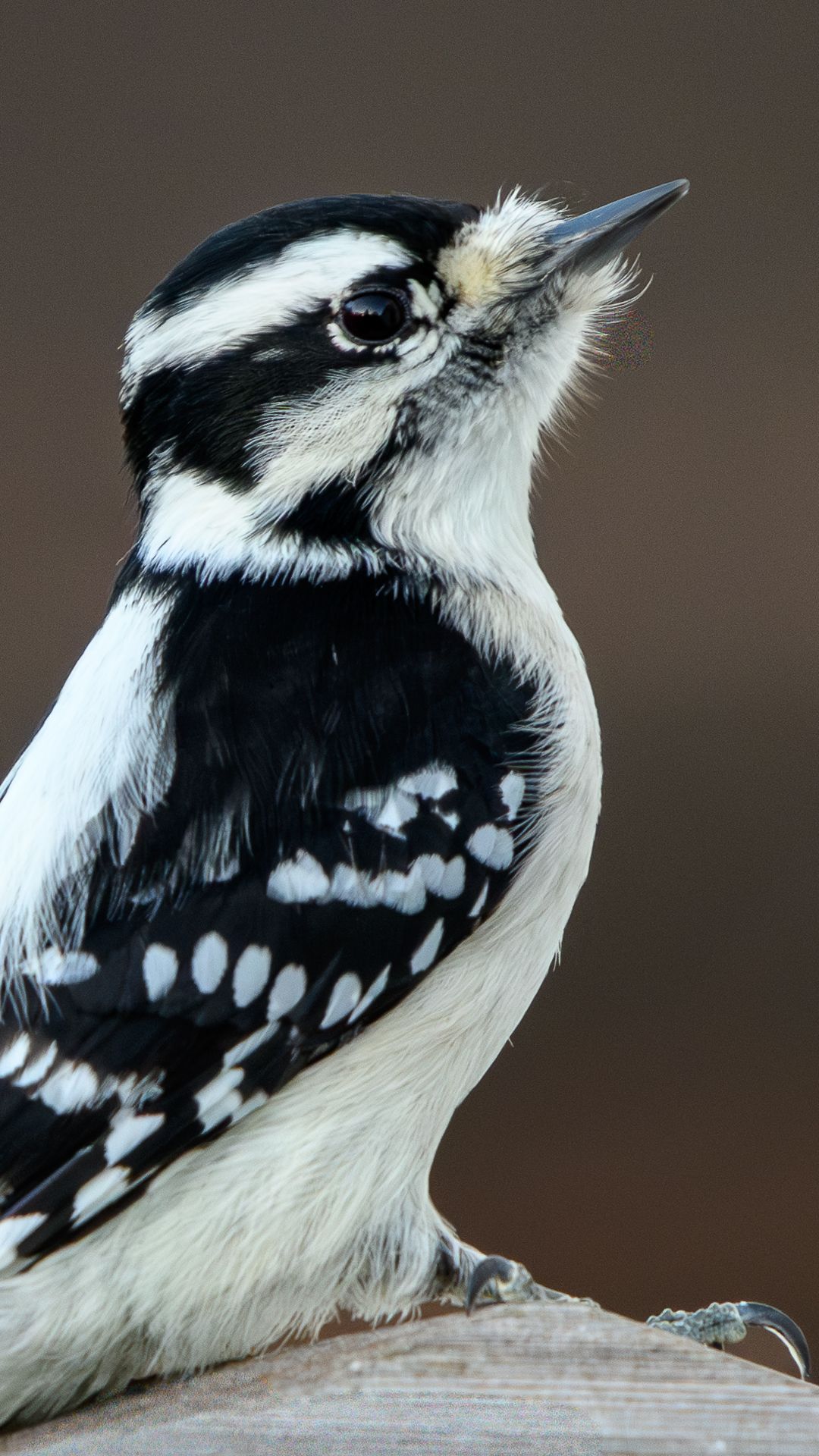 Downy Woodpecker