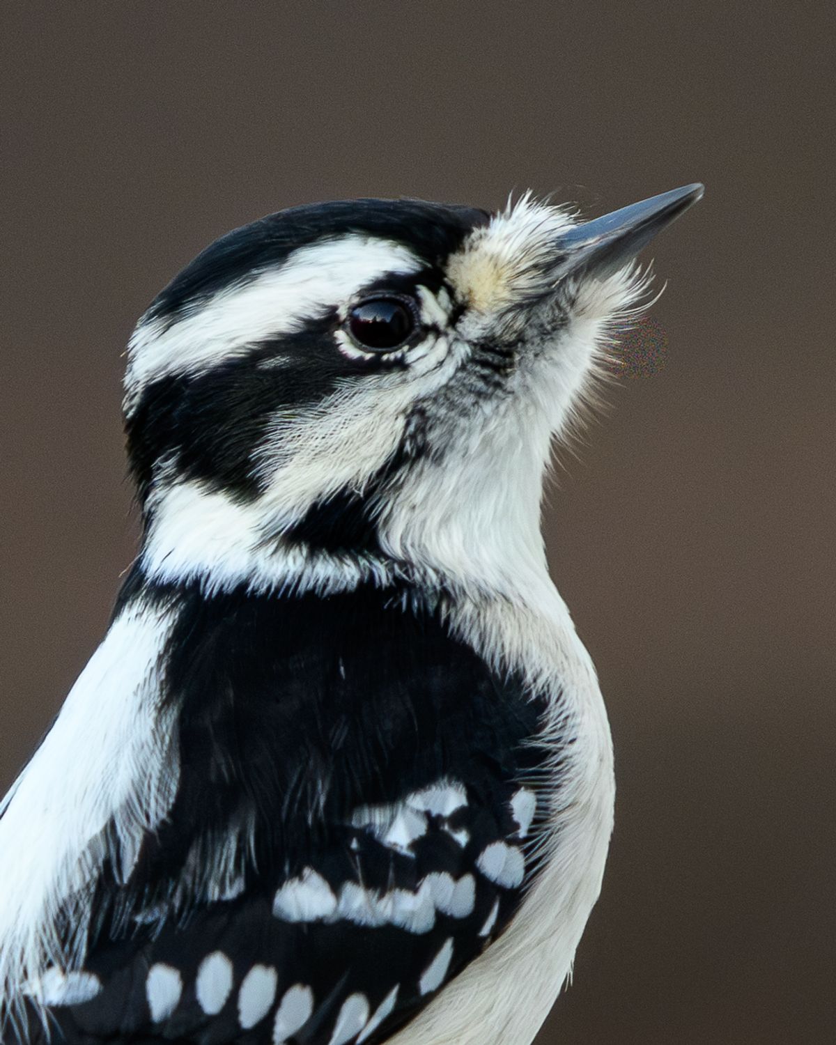 A Downy Woodpecker perched on a wooden post, looking upward.