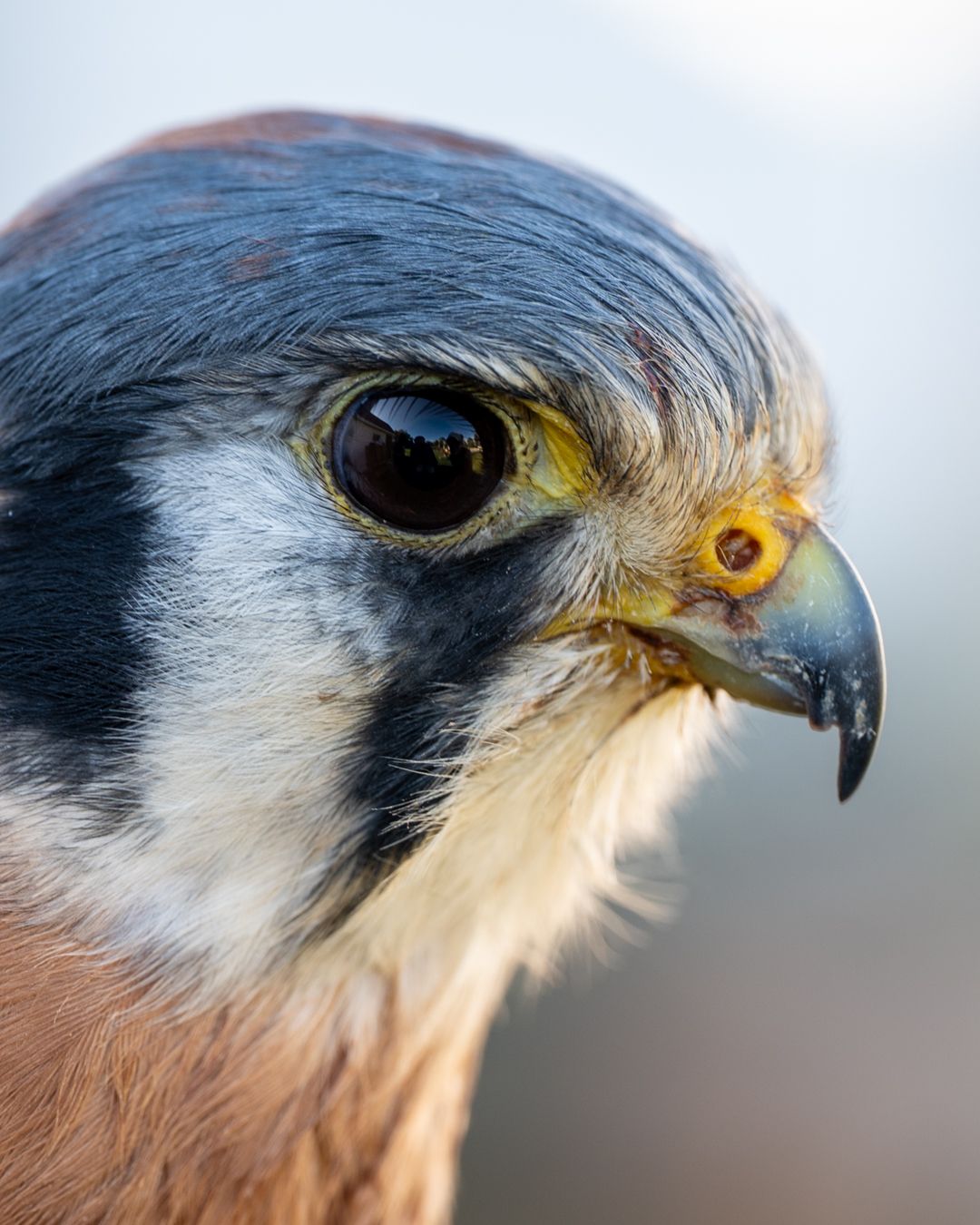 American Kestrel
