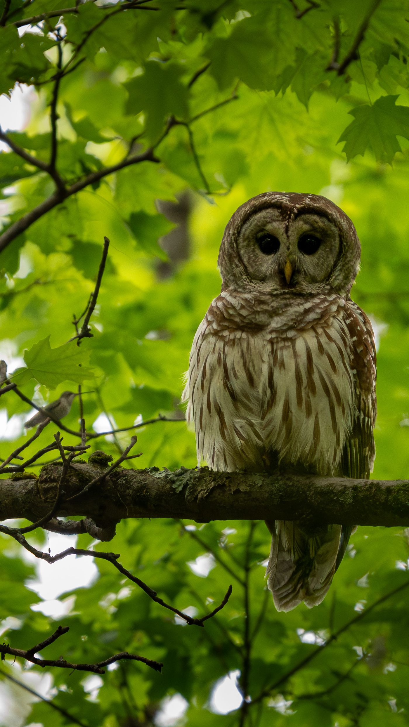 A barred owl faces the camera directly from a mossy branch, its streaked plumage sharp against soft green foliage, with a small songbird visible on a nearby twig.