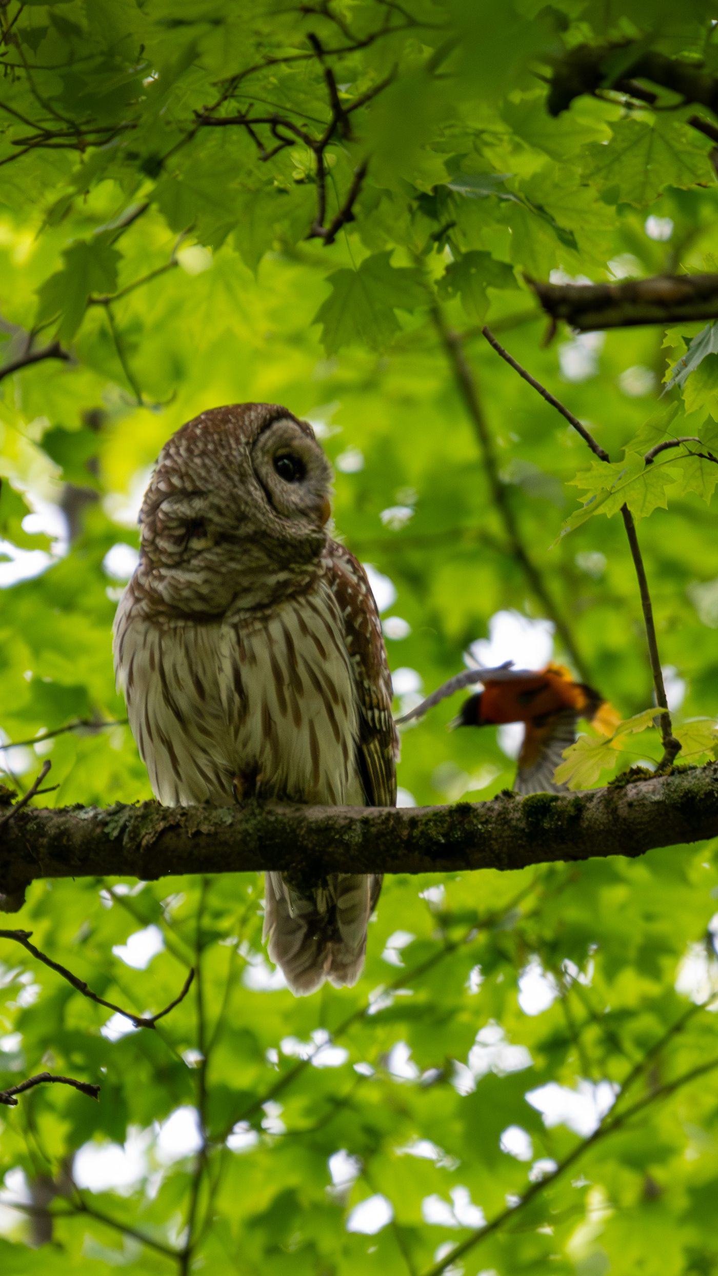 A barred owl perched on a mossy branch turns its head to the side, with an orange oriole flying past in the blurred background.