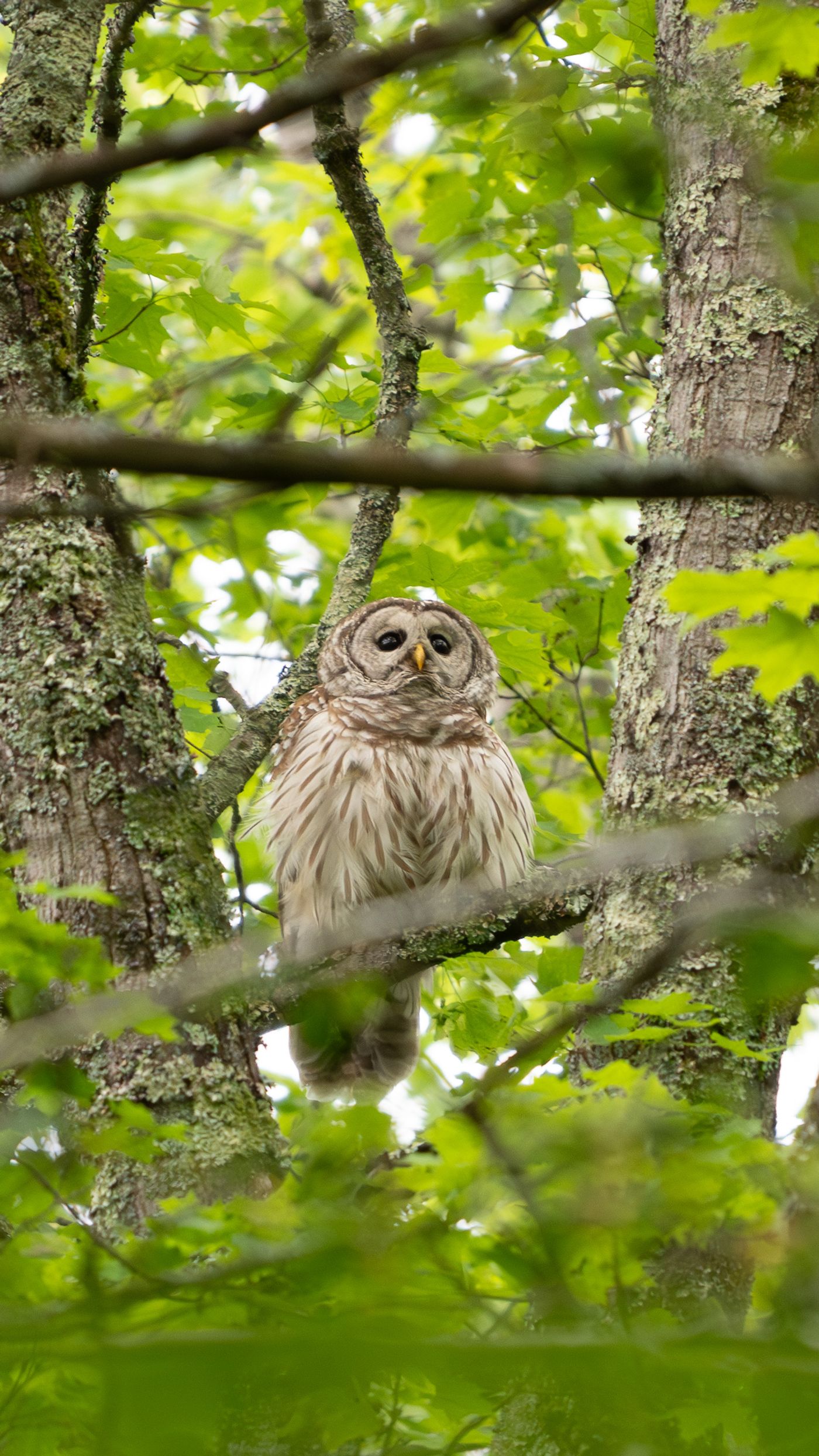 A barred owl looks straight ahead from a leafy branch, its dark round eyes and streaked chest clearly visible.
