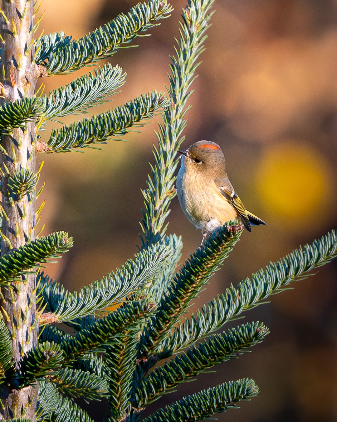 Ruby-crowned Kinglet