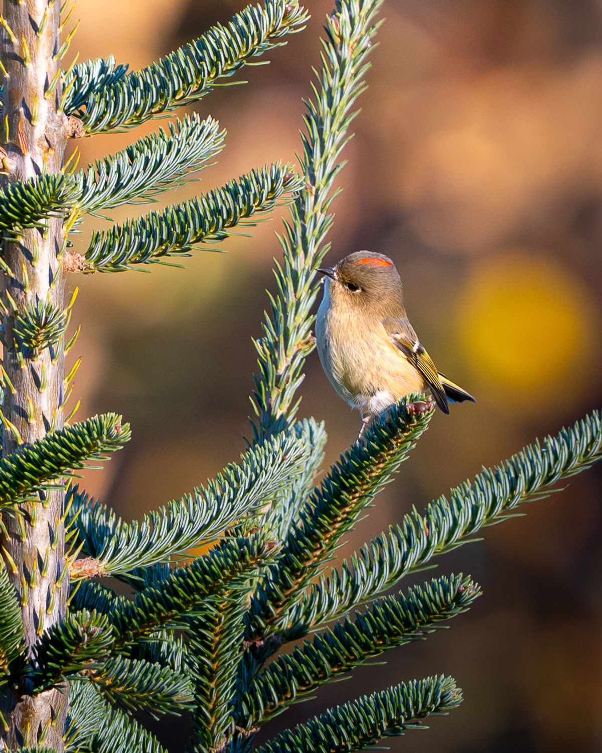 A small Ruby-crowned Kinglet perched on a fir branch, its red crown patch raised.