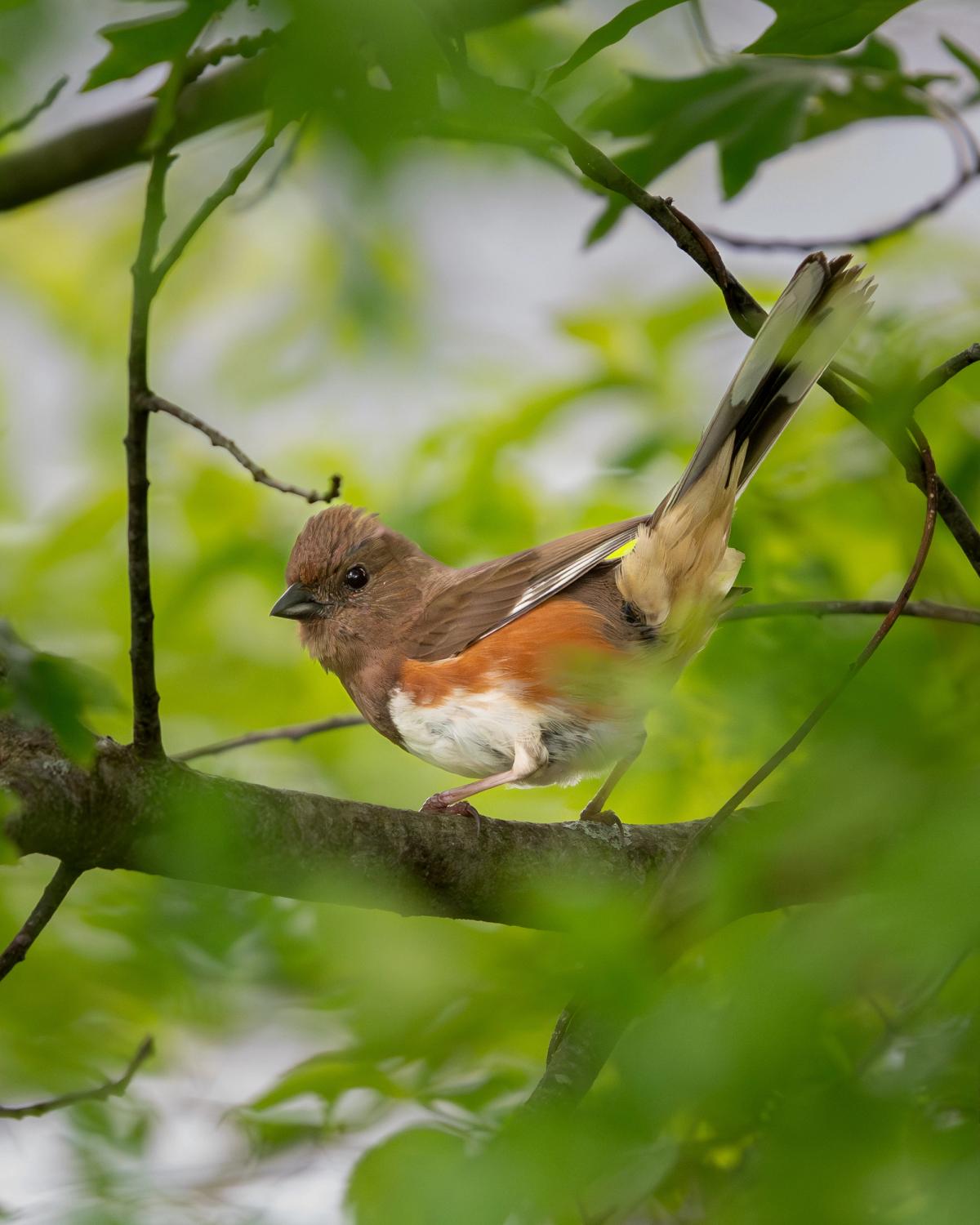 An eastern towhee with a brown head, rufous flanks, and white belly perches on a branch with its long tail flared open.