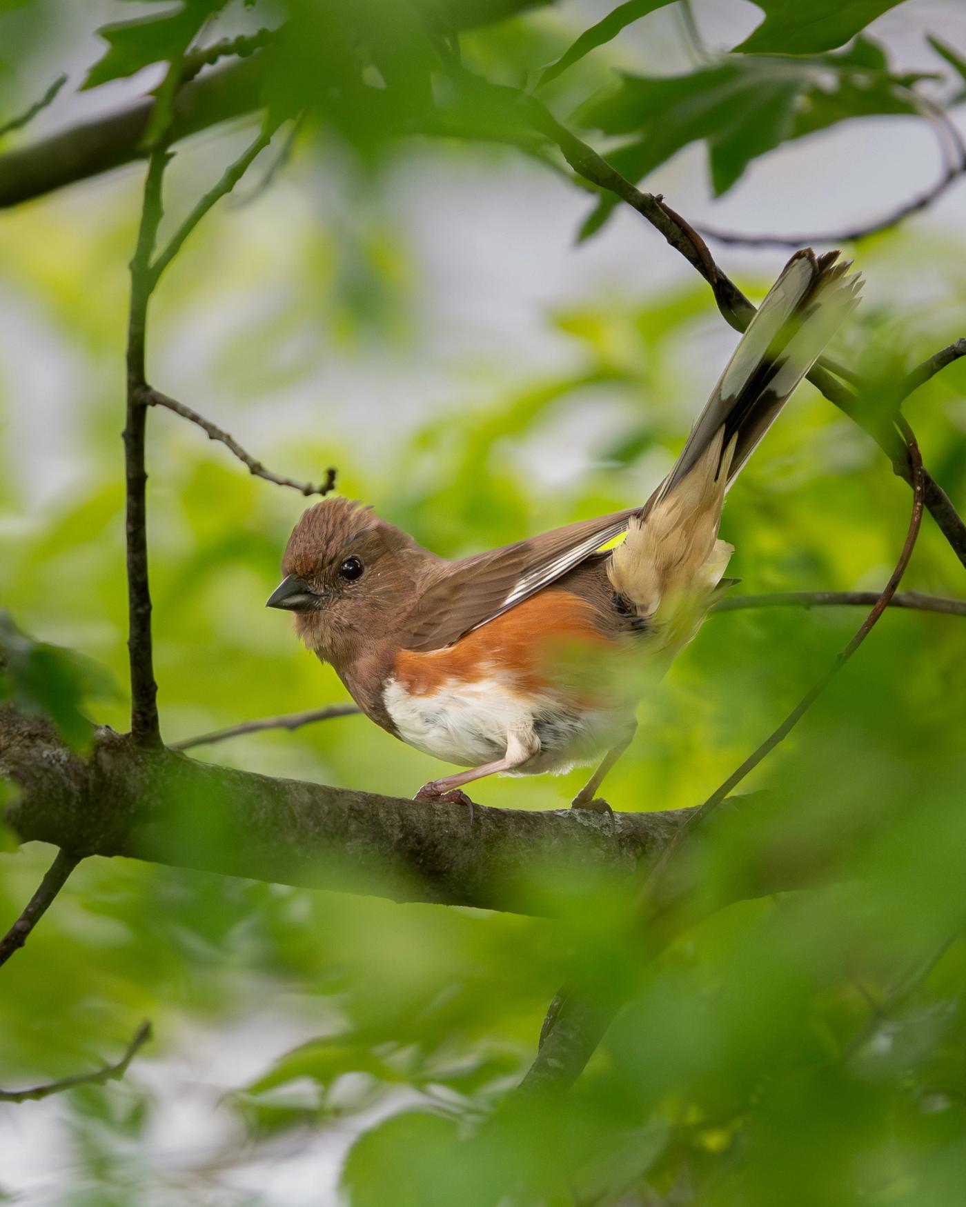 An eastern towhee with a brown head, rufous flanks, and white belly perches on a branch with its long tail flared open.