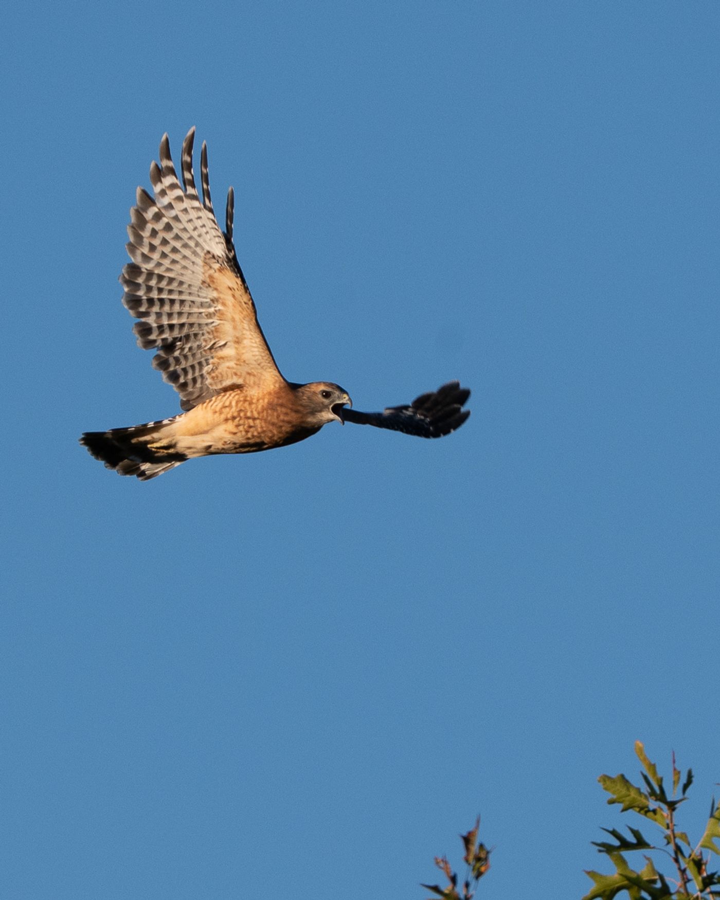 A Red-shouldered Hawk flies across a clear blue sky with its beak open, mid-call.
