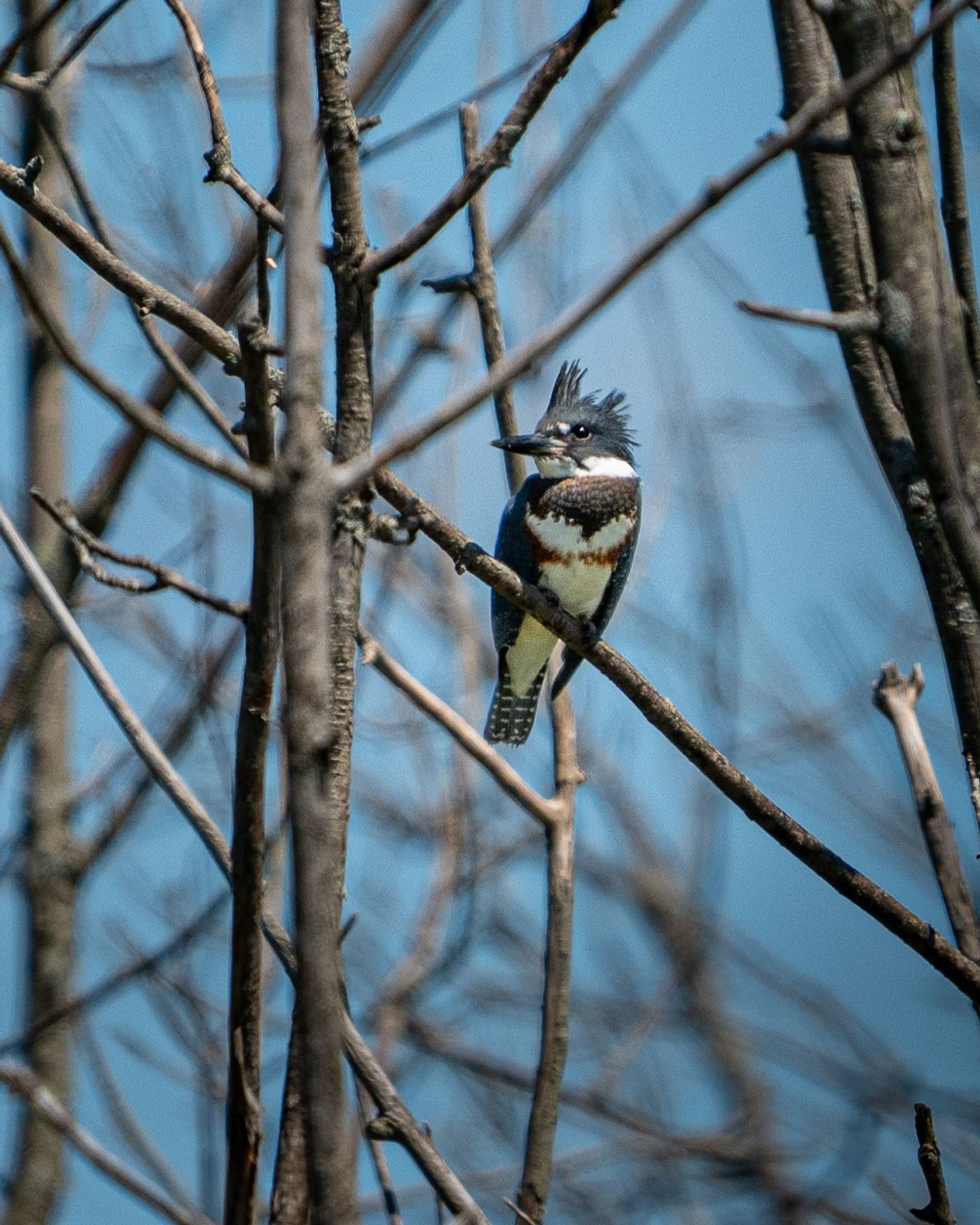 A Belted Kingfisher with a shaggy blue-gray crest and banded chest perches on a bare branch against a blue sky.