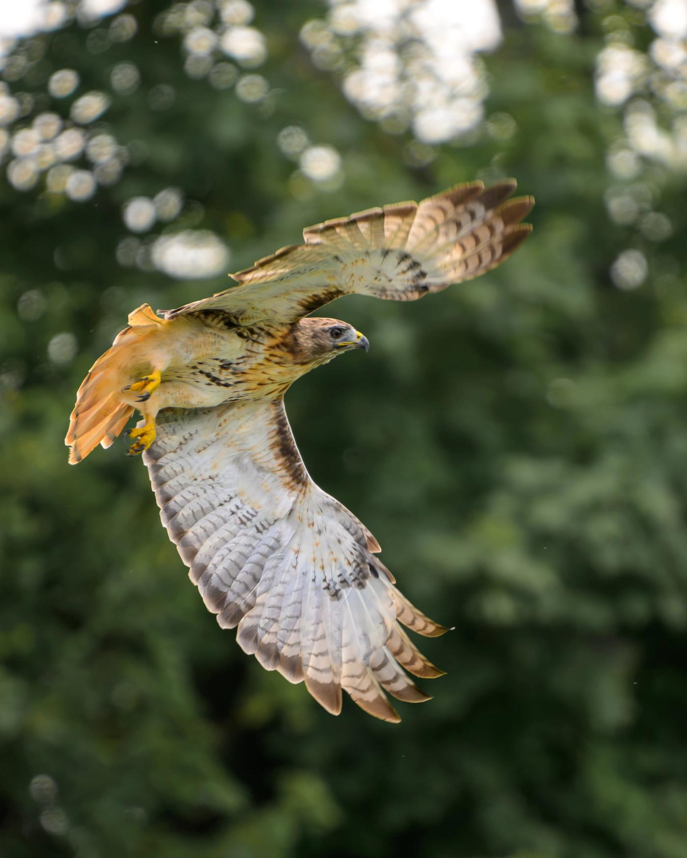 The same Red-tailed Hawk banking in mid-air, seen from below and behind with its wings angled and its orange tail twisted into the turn, backlit against blurred green leaves.