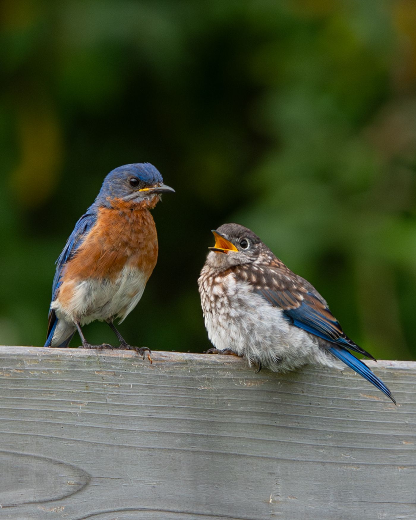 A juvenile Eastern Bluebird with an open beak faces an adult male bluebird on a wooden rail.