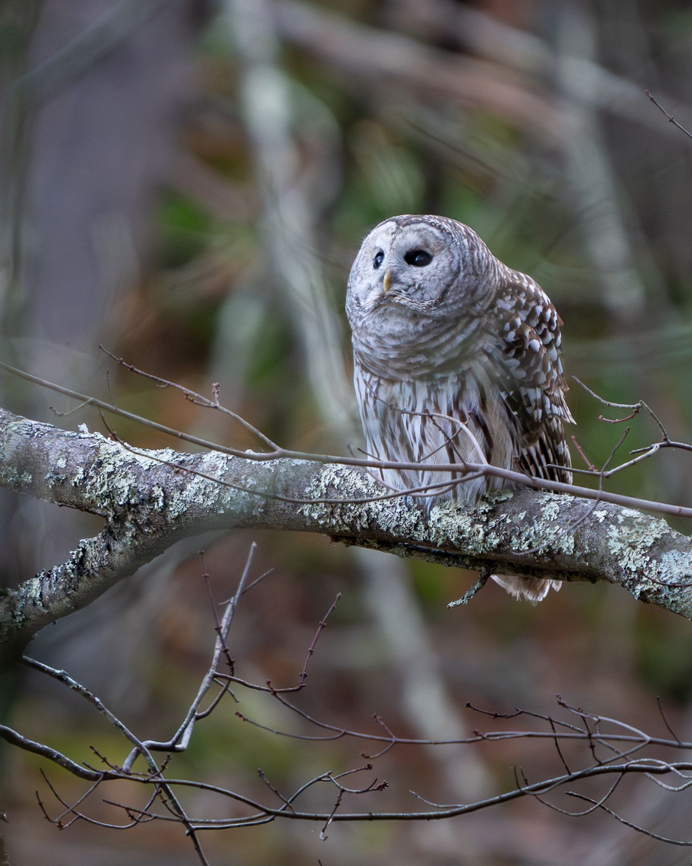 A Barred Owl perched on a lichen-covered branch tilts its head upward and to the left, its patterned tail feathers visible below.