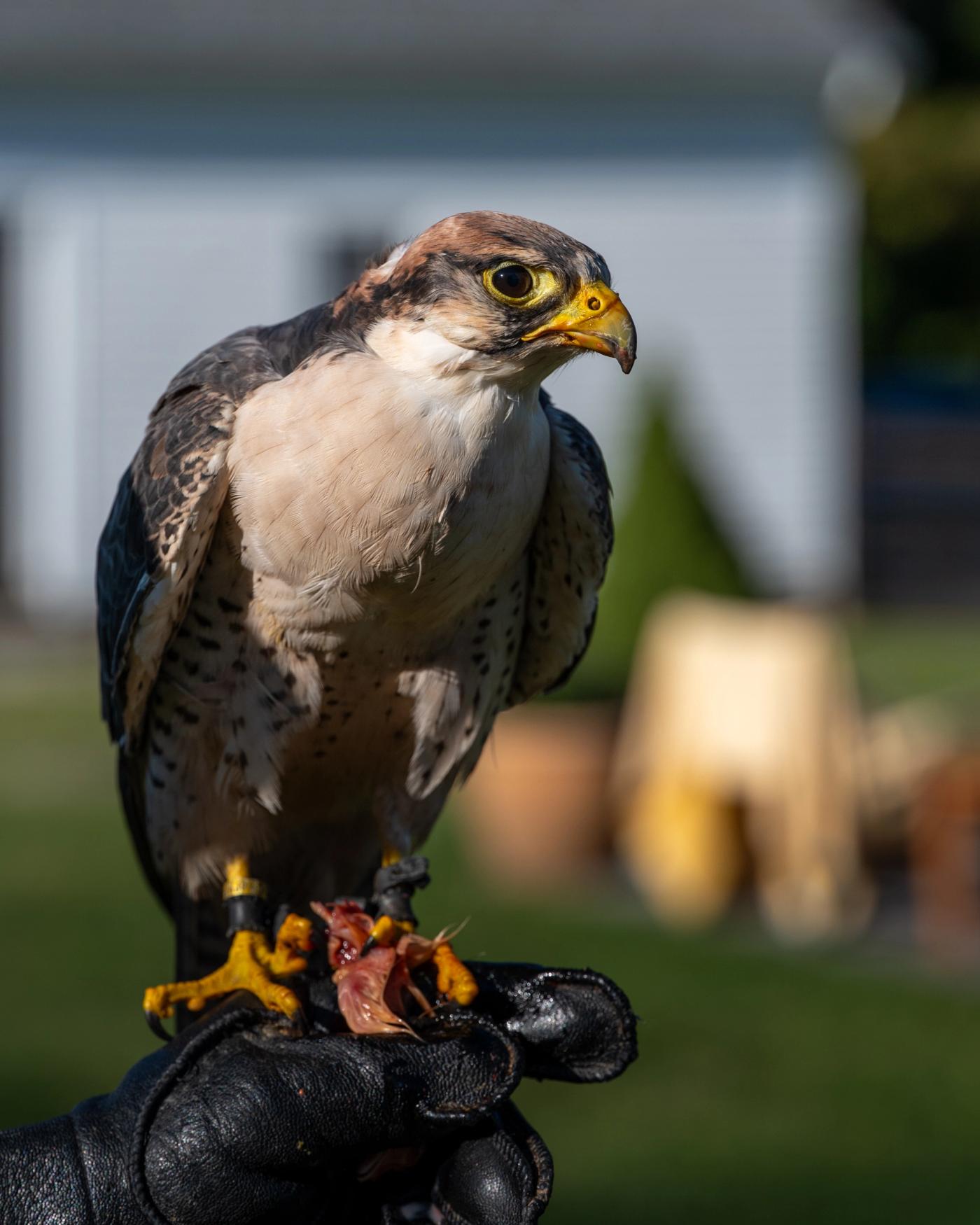 A falcon with a rufous cap perches on a gloved hand, feeding on a piece of meat.